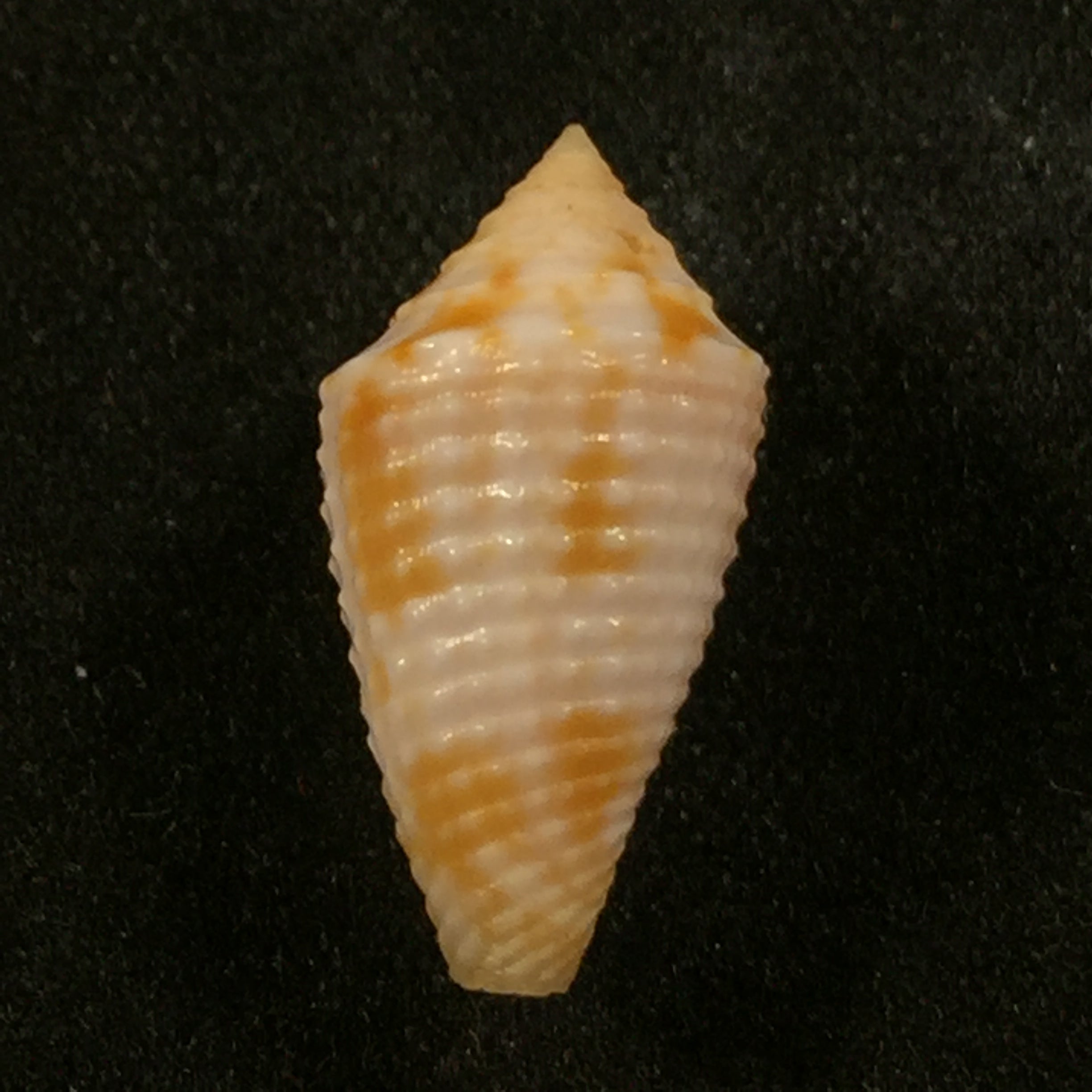 Japidiconus ogum Petuch & Myers, 2014 - 16,9mm