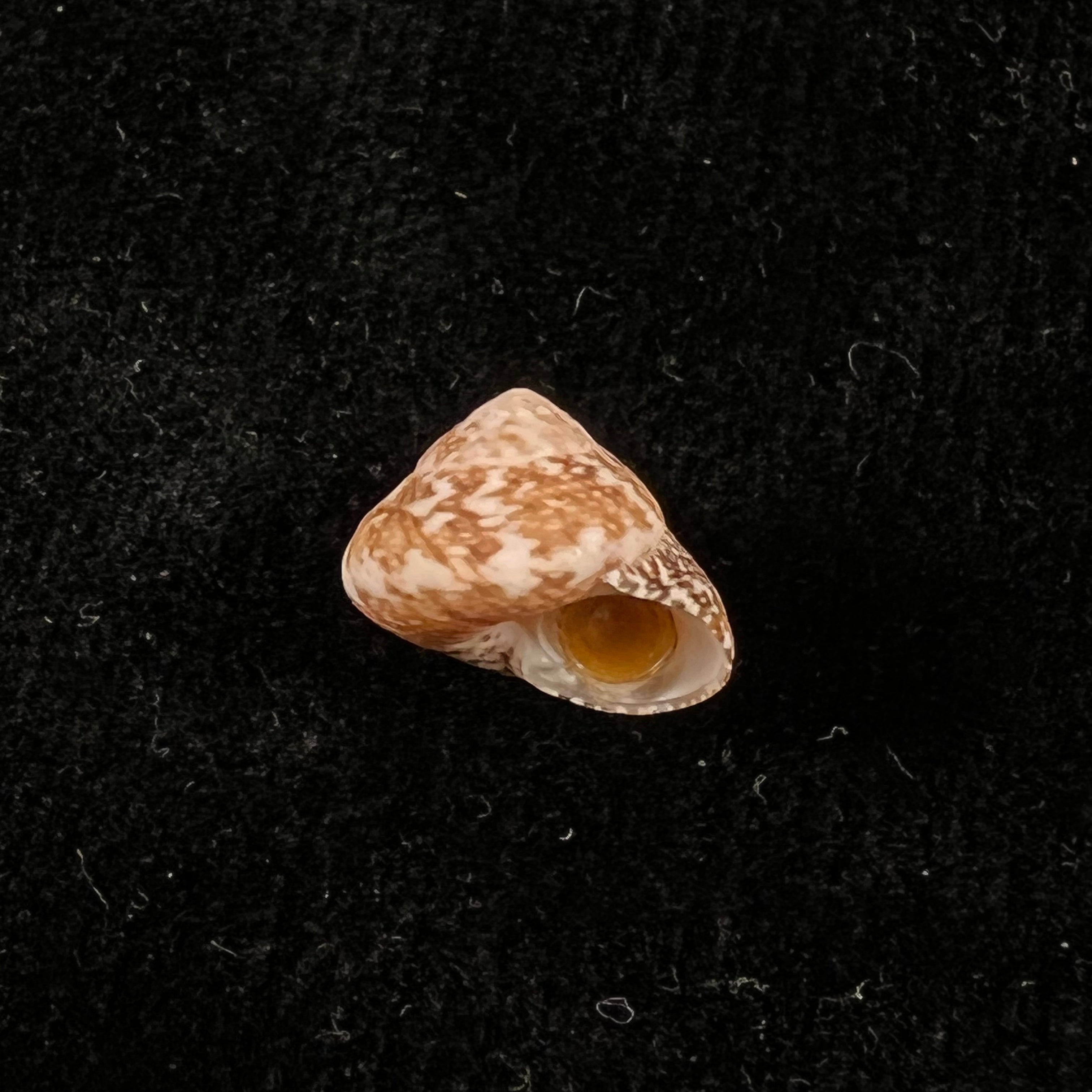 Agathistoma fasciatum (Born, 1778) - 12,5mm