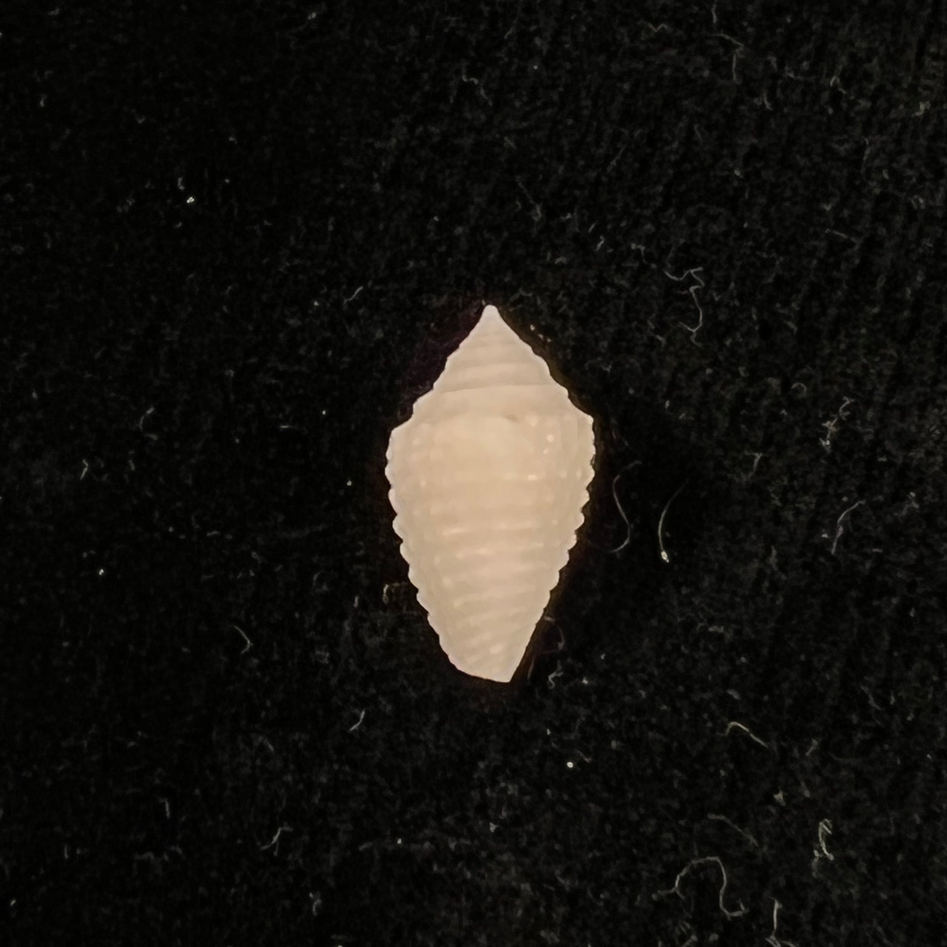 Conasprella toincabrali (Petuch & Berschauer, 2019) - 15,3mm