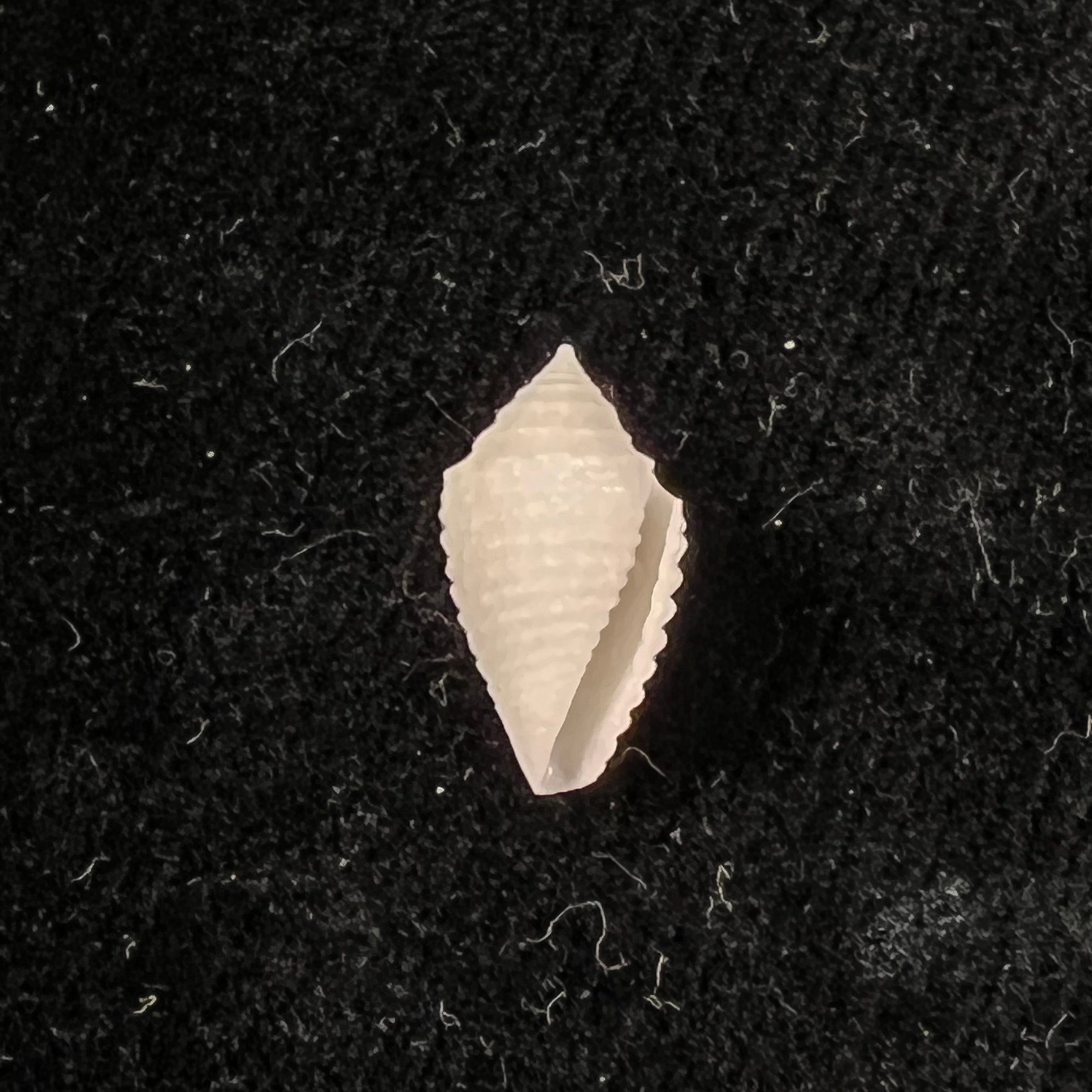 Conasprella toincabrali (Petuch & Berschauer, 2019) - 15,3mm