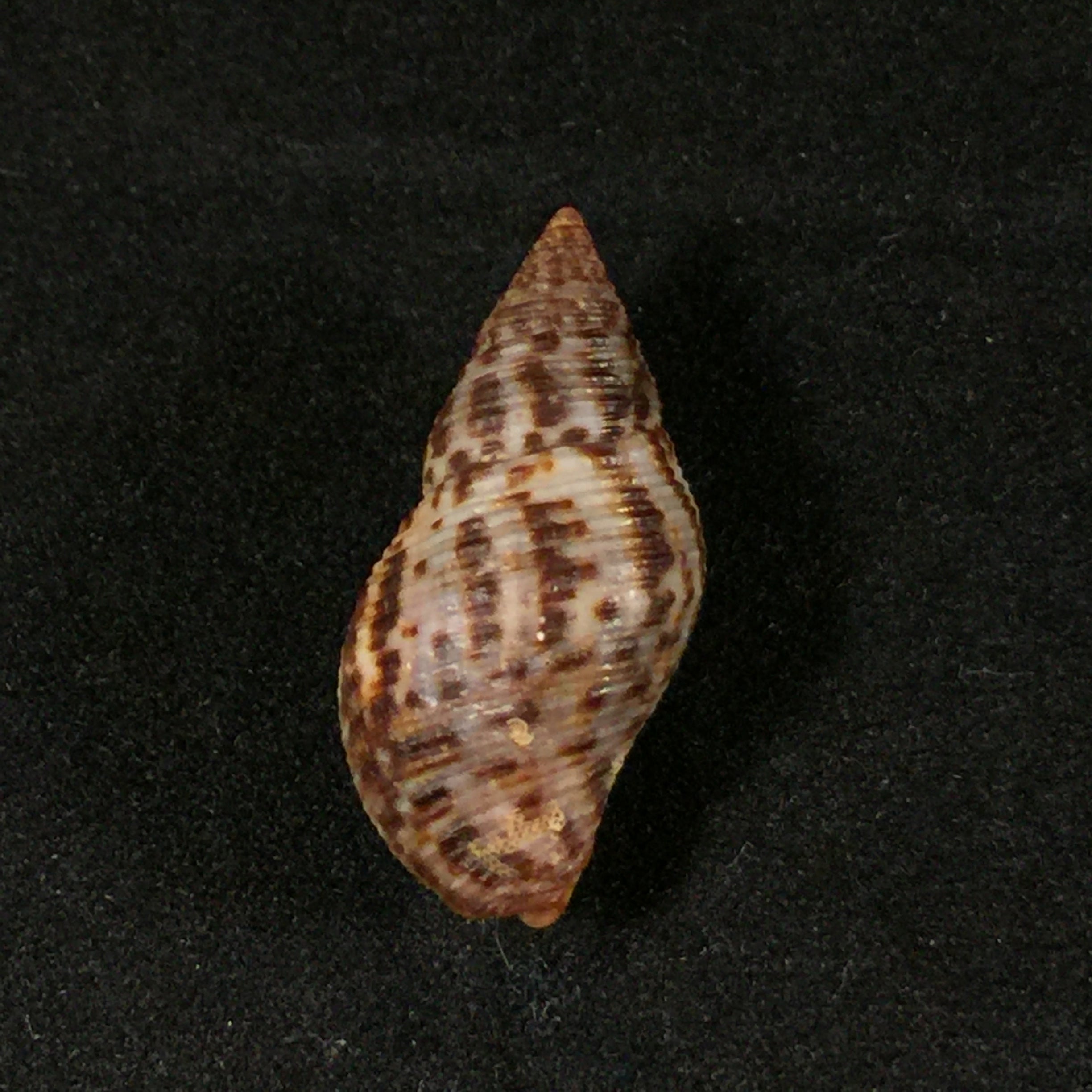 Pisania pusio (Linnaeus, 1758) - 24,4mm