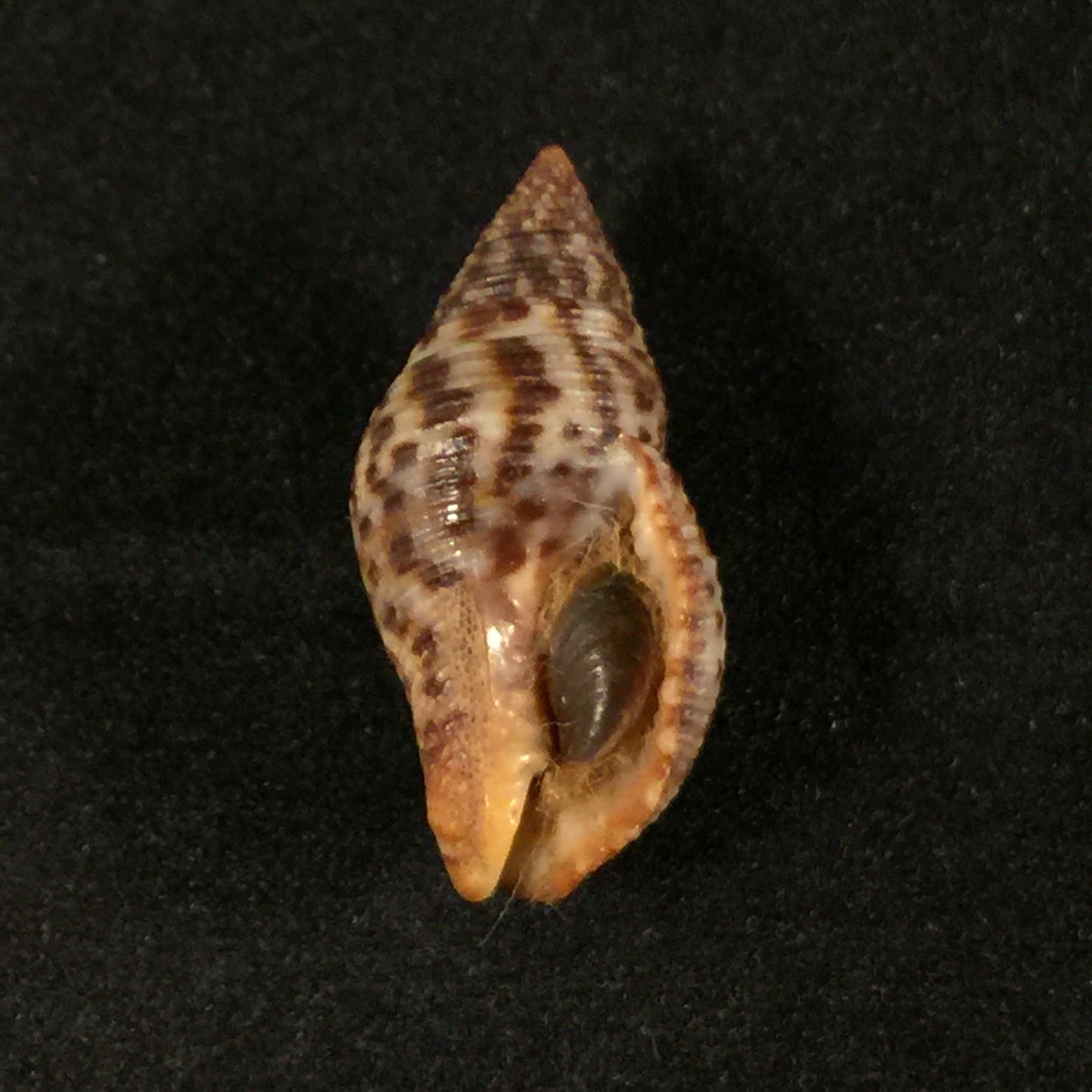 Pisania pusio (Linnaeus, 1758) - 24,4mm