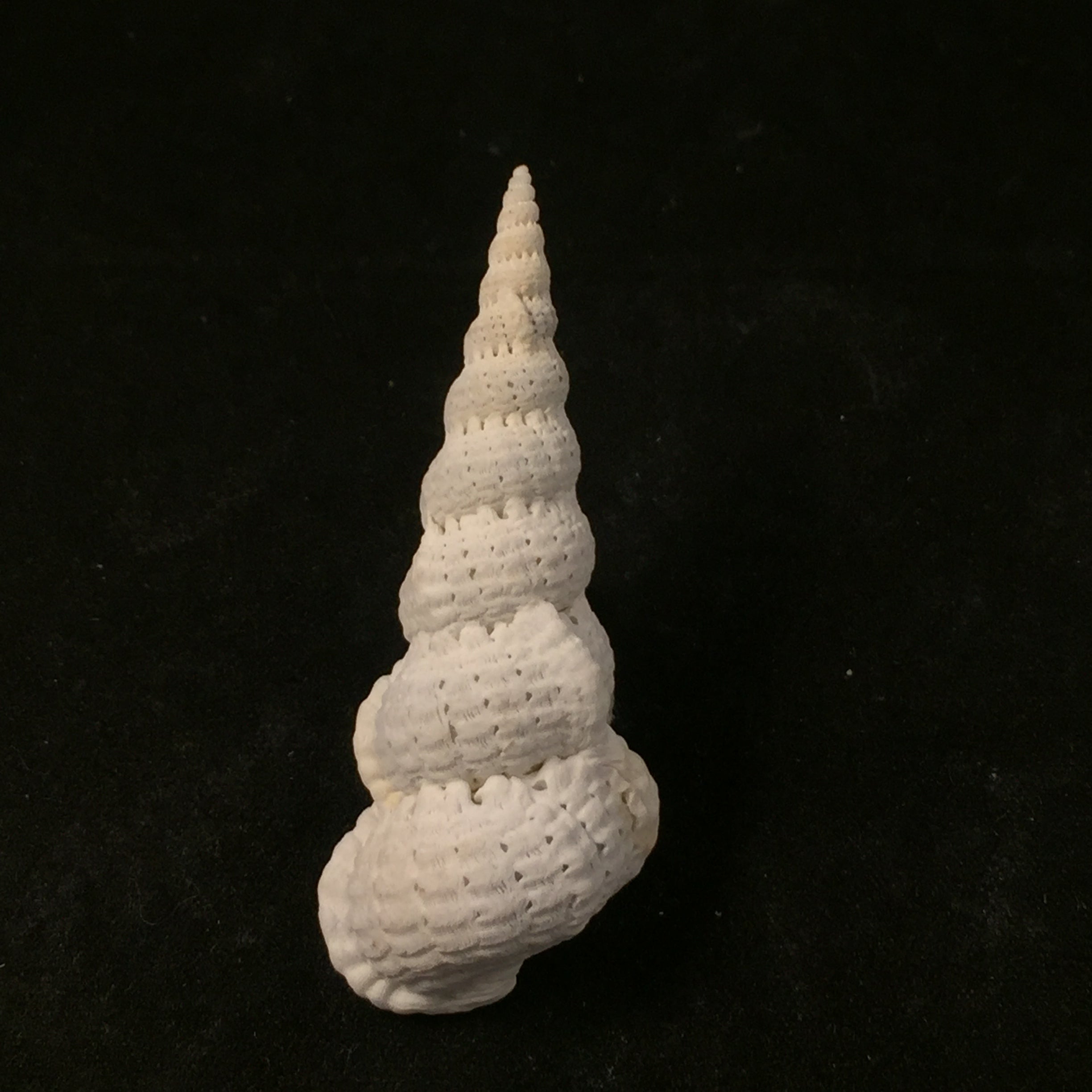 Cirsotrema varicosum (Lamarck, 1822) - 56,6mm