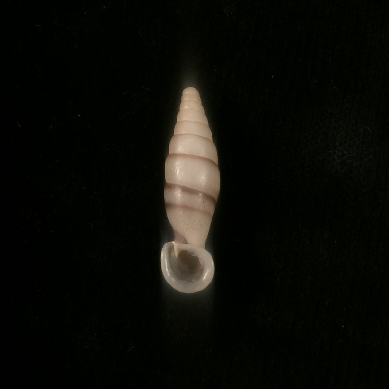 Grandinenia fuchsi cinderella (H. Nordsieck, 2002) - 30,2mm