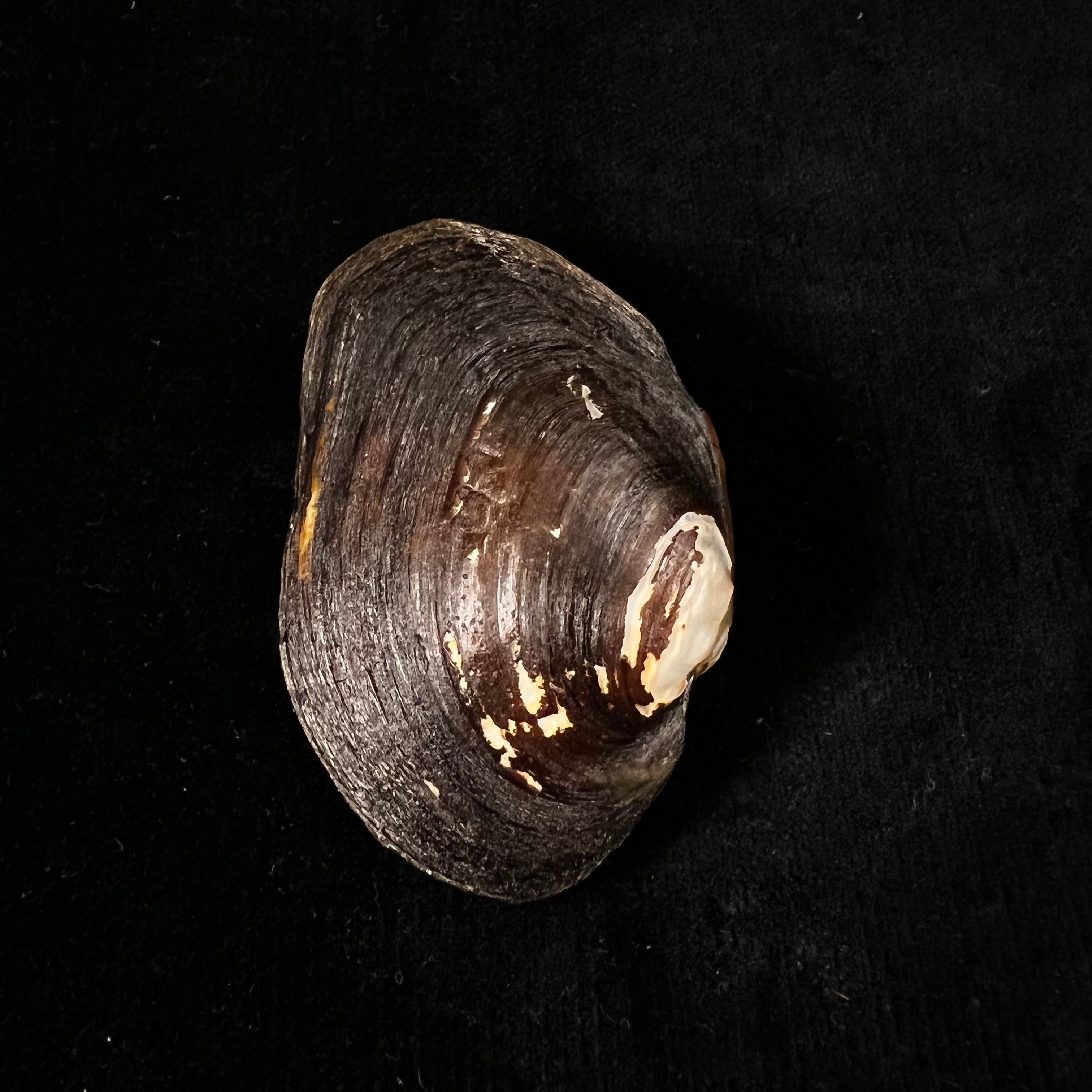 Potamida littoralis (Lamarck, 1801) - 61,3mm