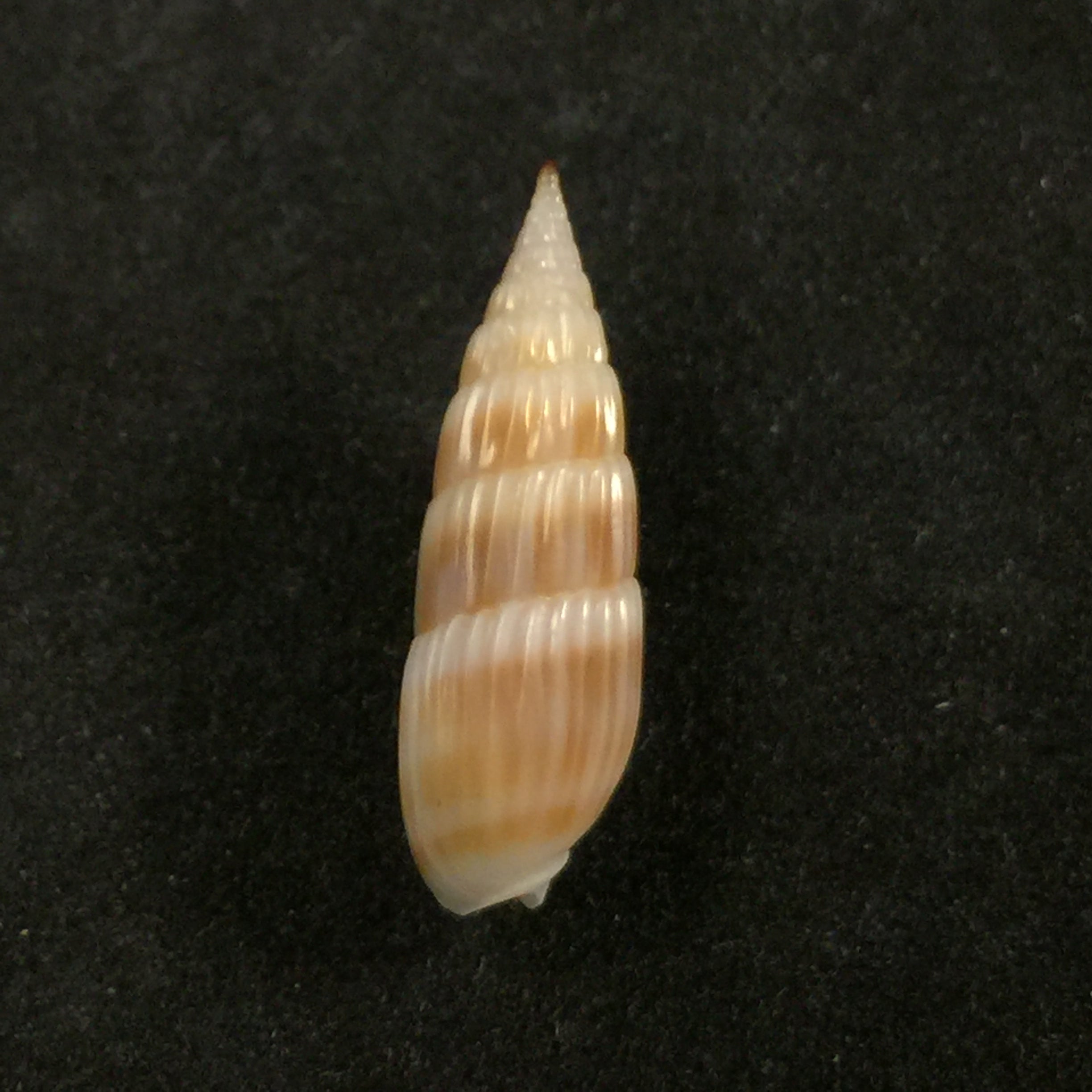 Hastula hastata (Gmelin, 1791) - 20,6mm