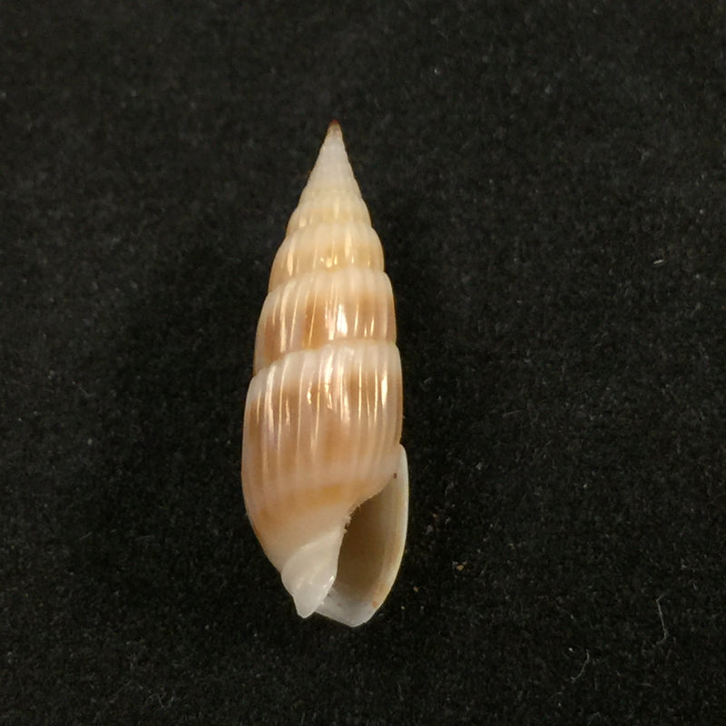 Hastula hastata (Gmelin, 1791) - 20,6mm