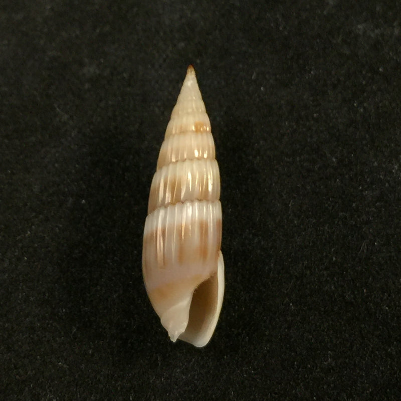 Hastula hastata (Gmelin, 1791) - 21,1mm