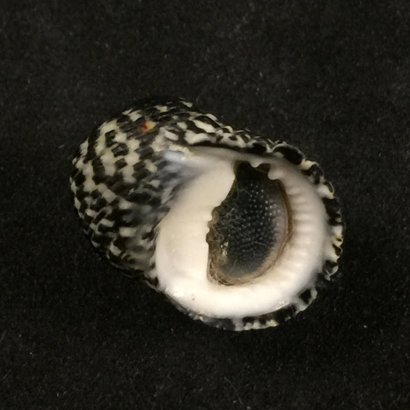 Nerita tessellata Gmelin, 1791 - 17,9mm