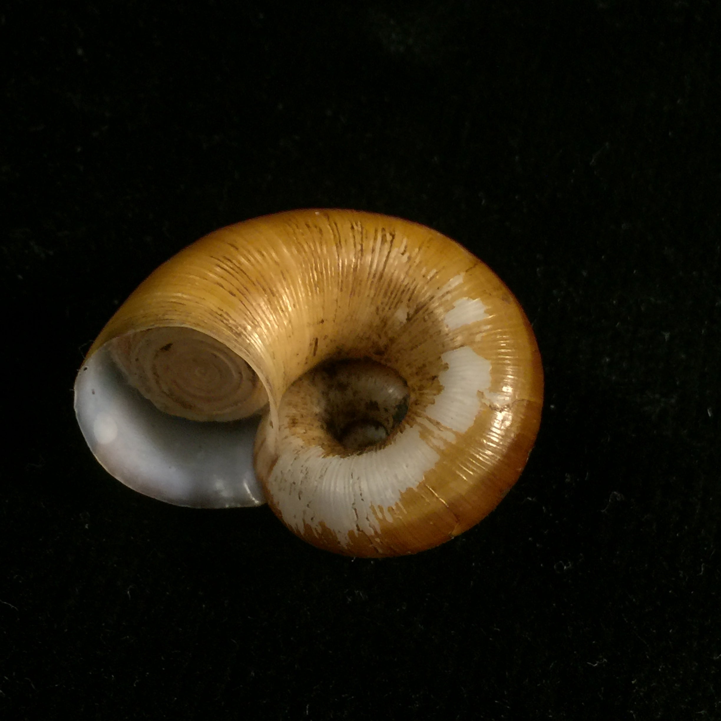 Aperostoma fischeri (Hidalgo, 1867) - 29,8mm