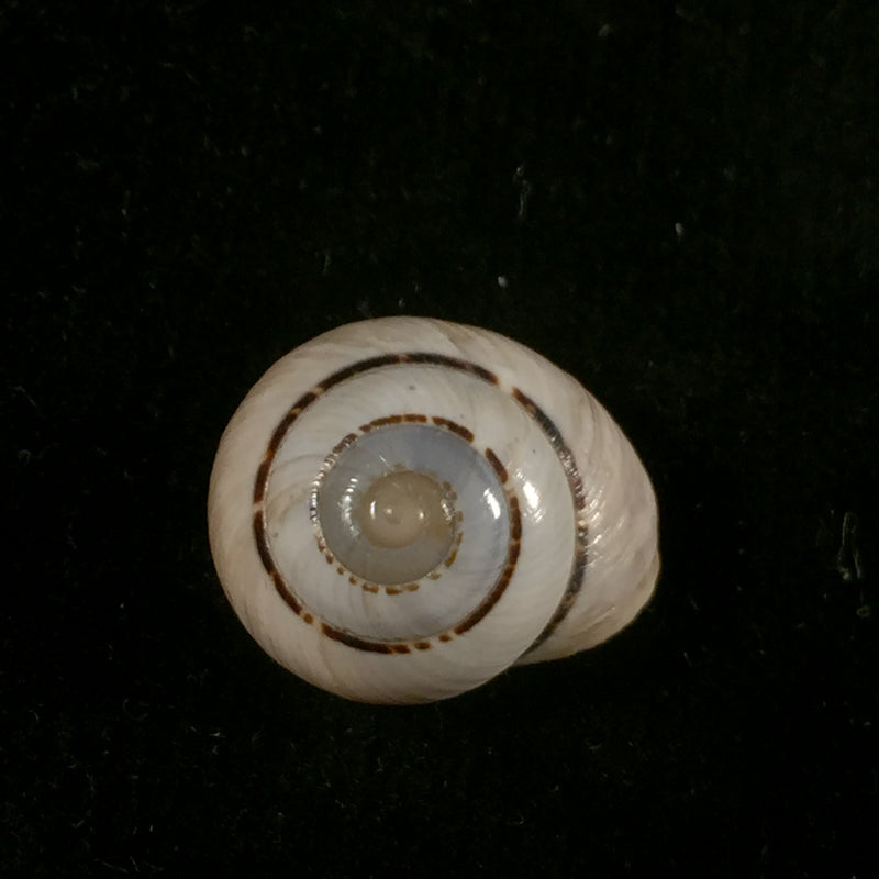 Coryda alauda quinonesi Clench & Aguayo, 1950 - 18,6mm