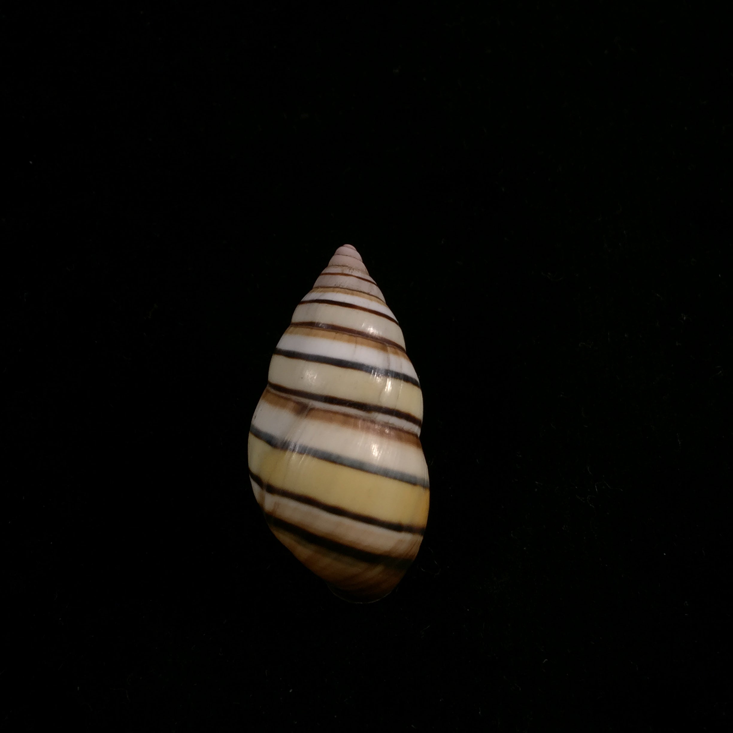 Liguus vittatus (Swainson, 1822) - 37,1mm