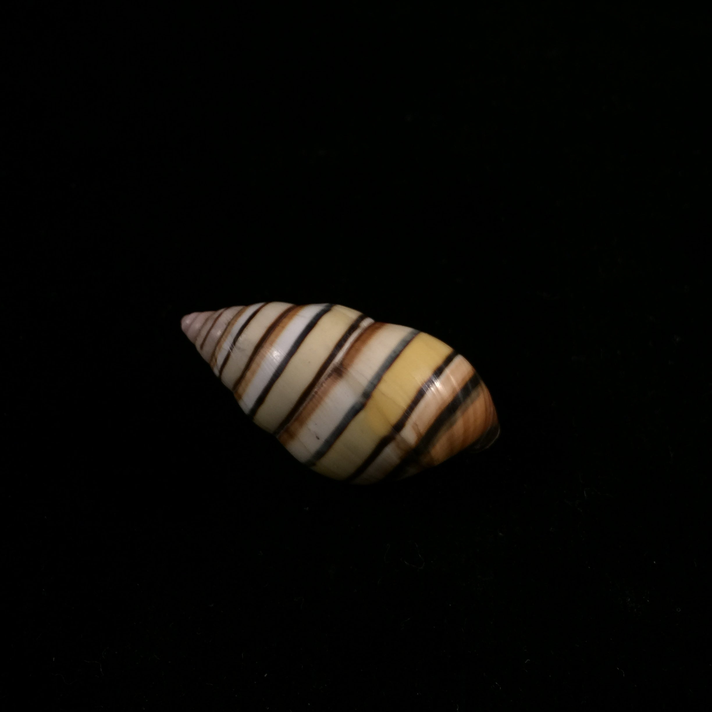 Liguus vittatus (Swainson, 1822) - 37,1mm