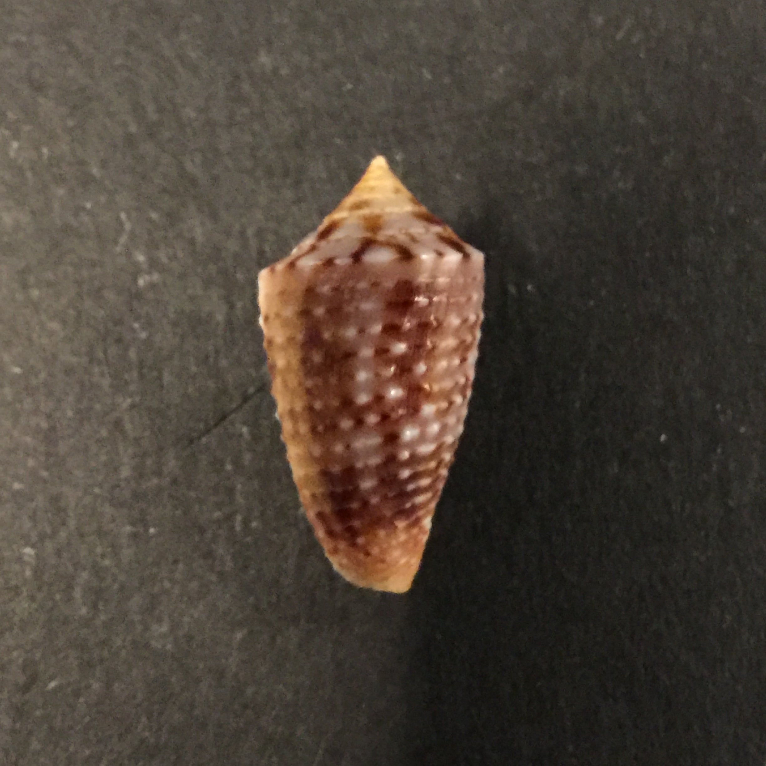 Conus sp - 17,5mm