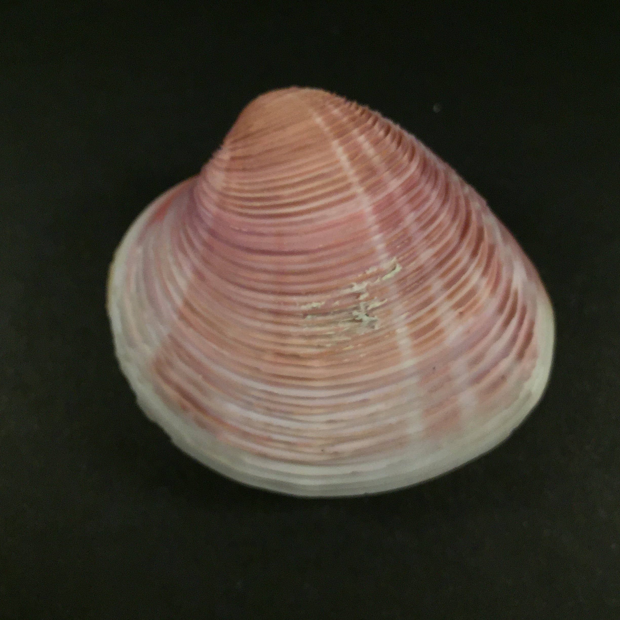 Lamelliconcha circinatus (Born, 1778) - 44,6mm