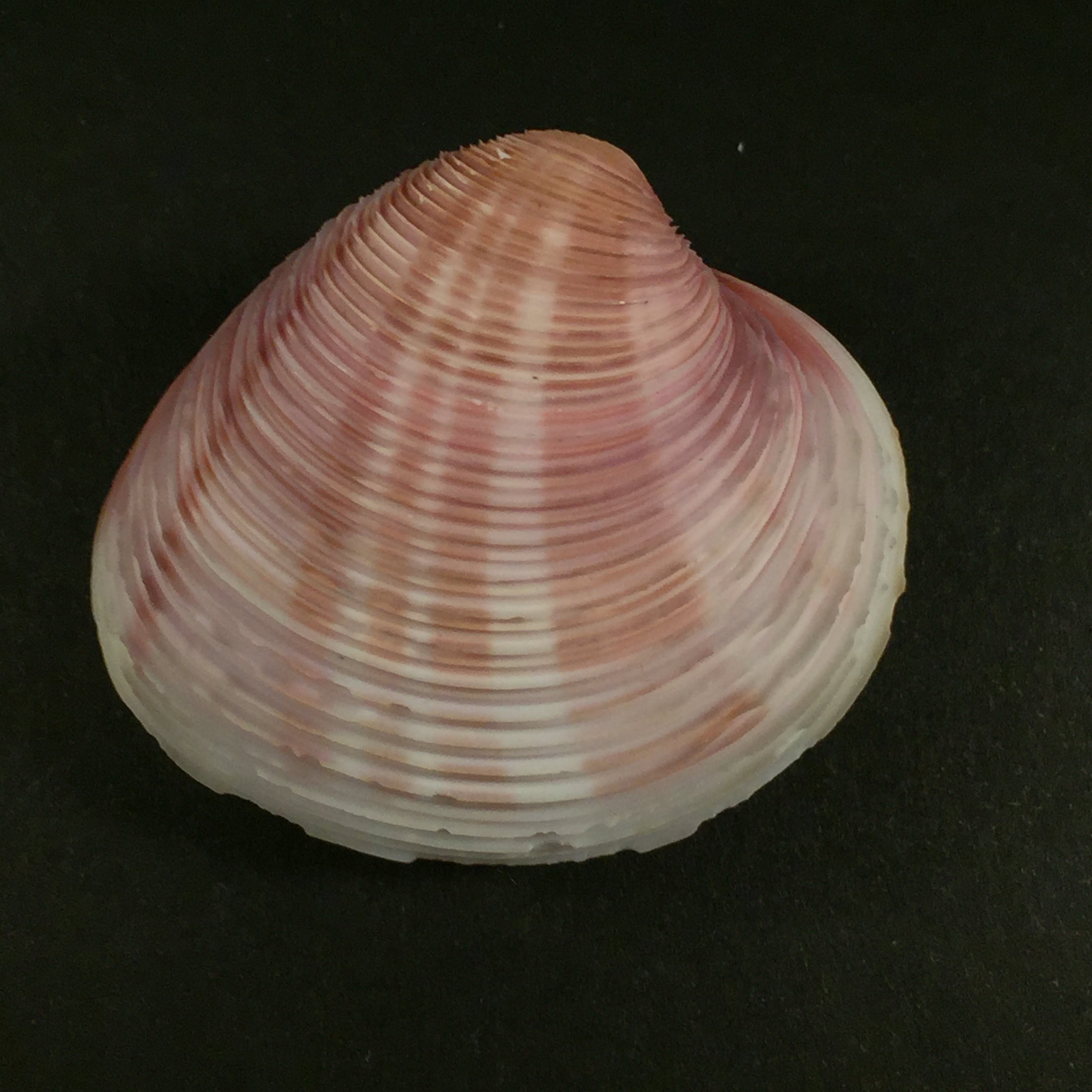 Lamelliconcha circinatus (Born, 1778) - 44,6mm