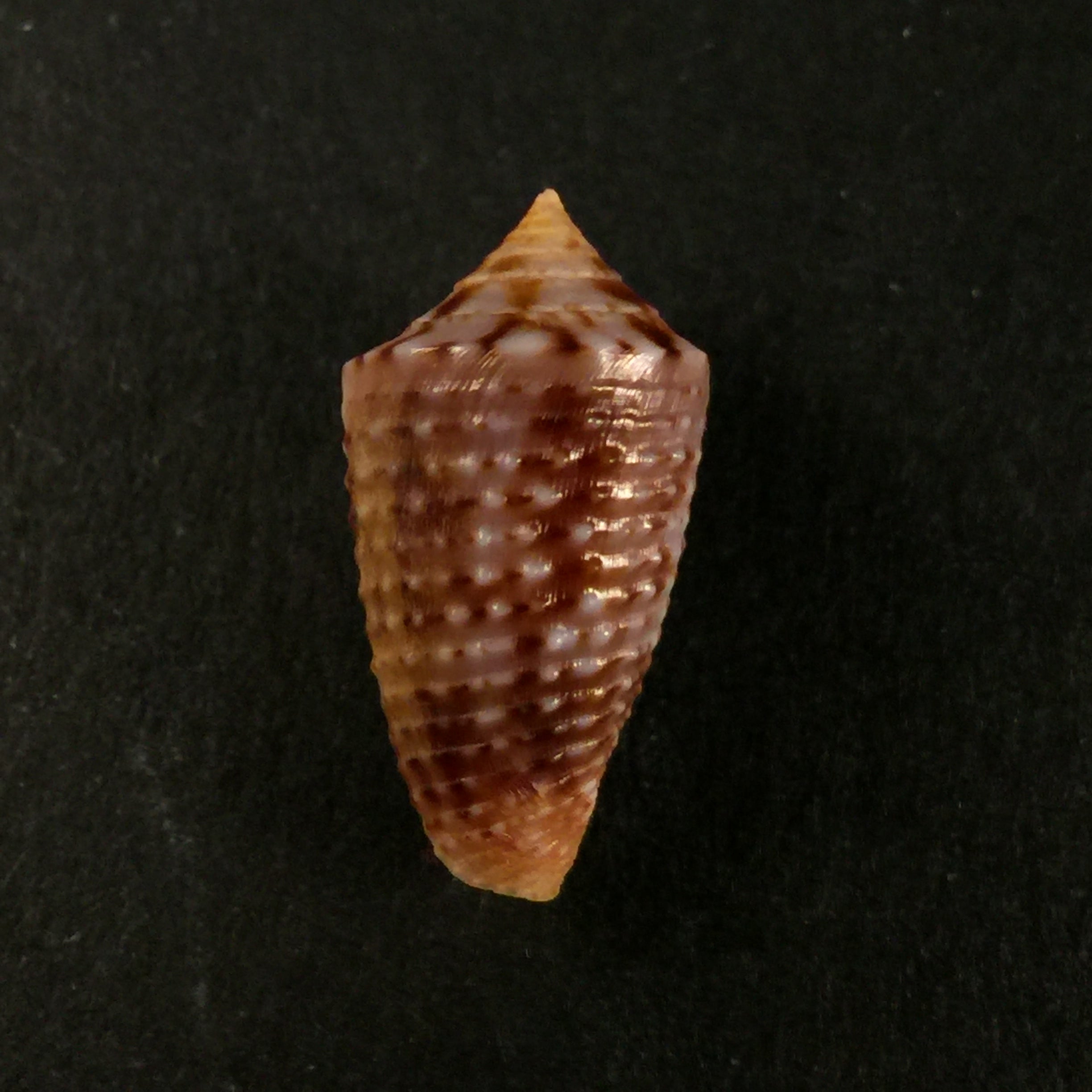 Conus sp - 17,5mm