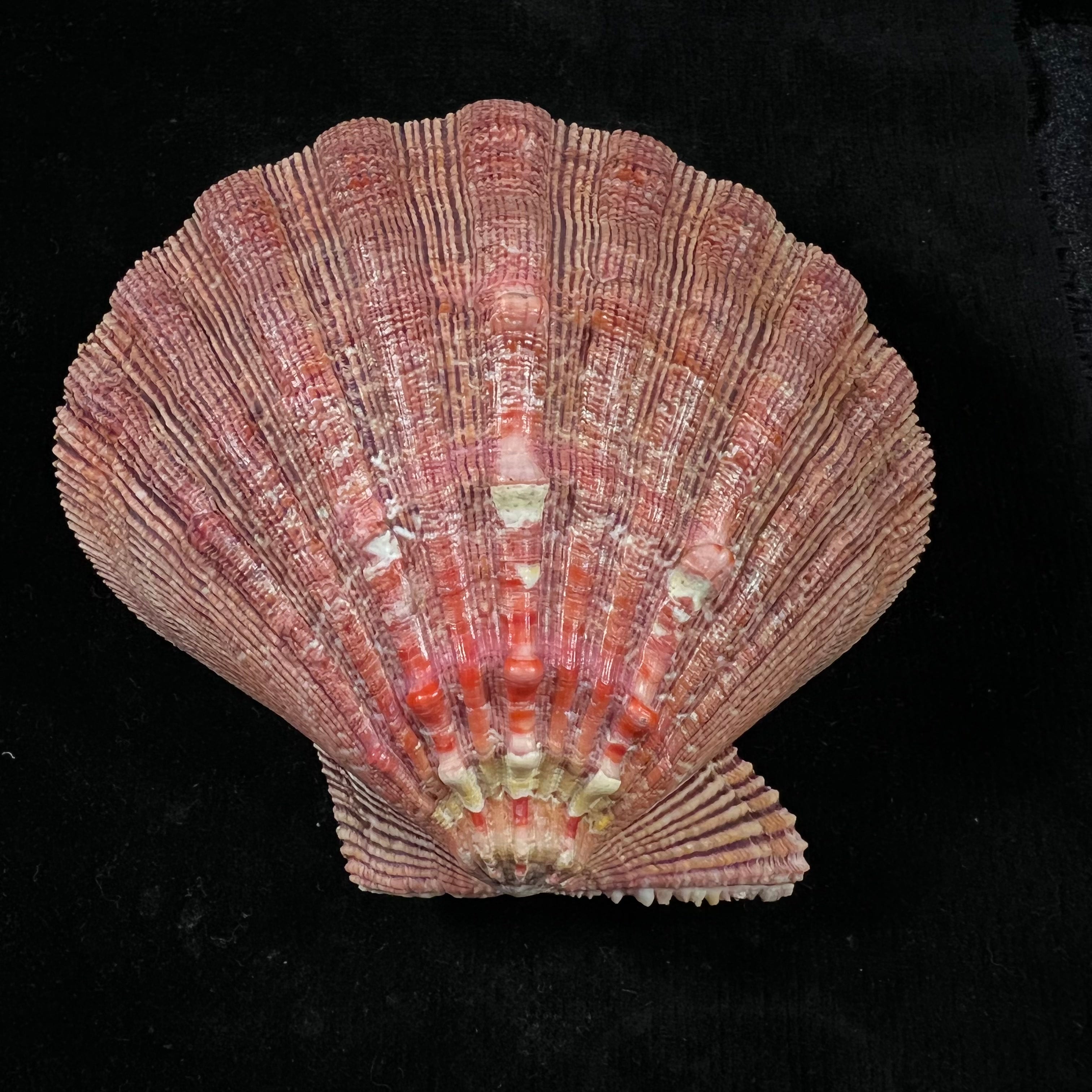 Nodipecten arthriticus (Reeve, 1853) - 108mm