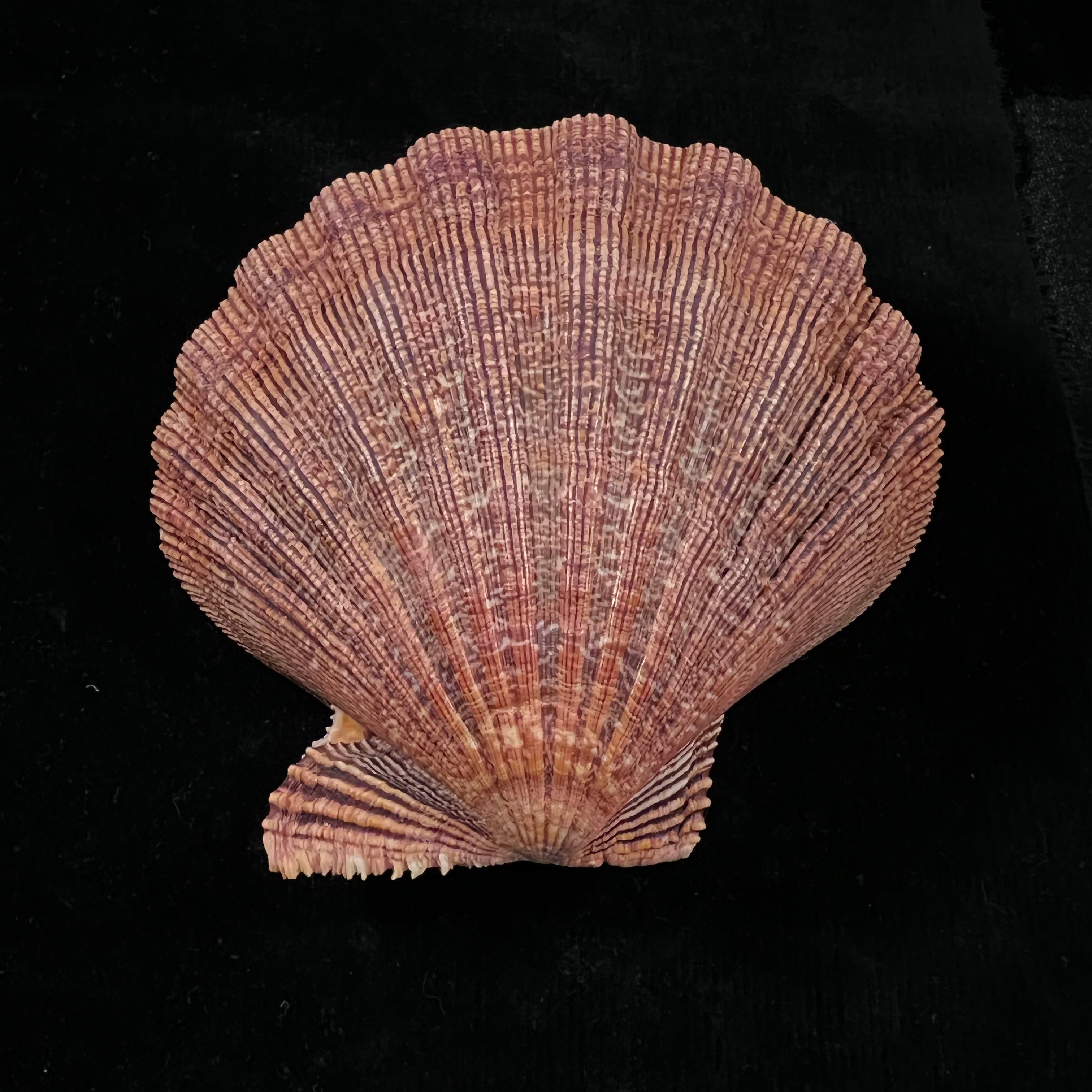 Nodipecten arthriticus (Reeve, 1853) - 108mm