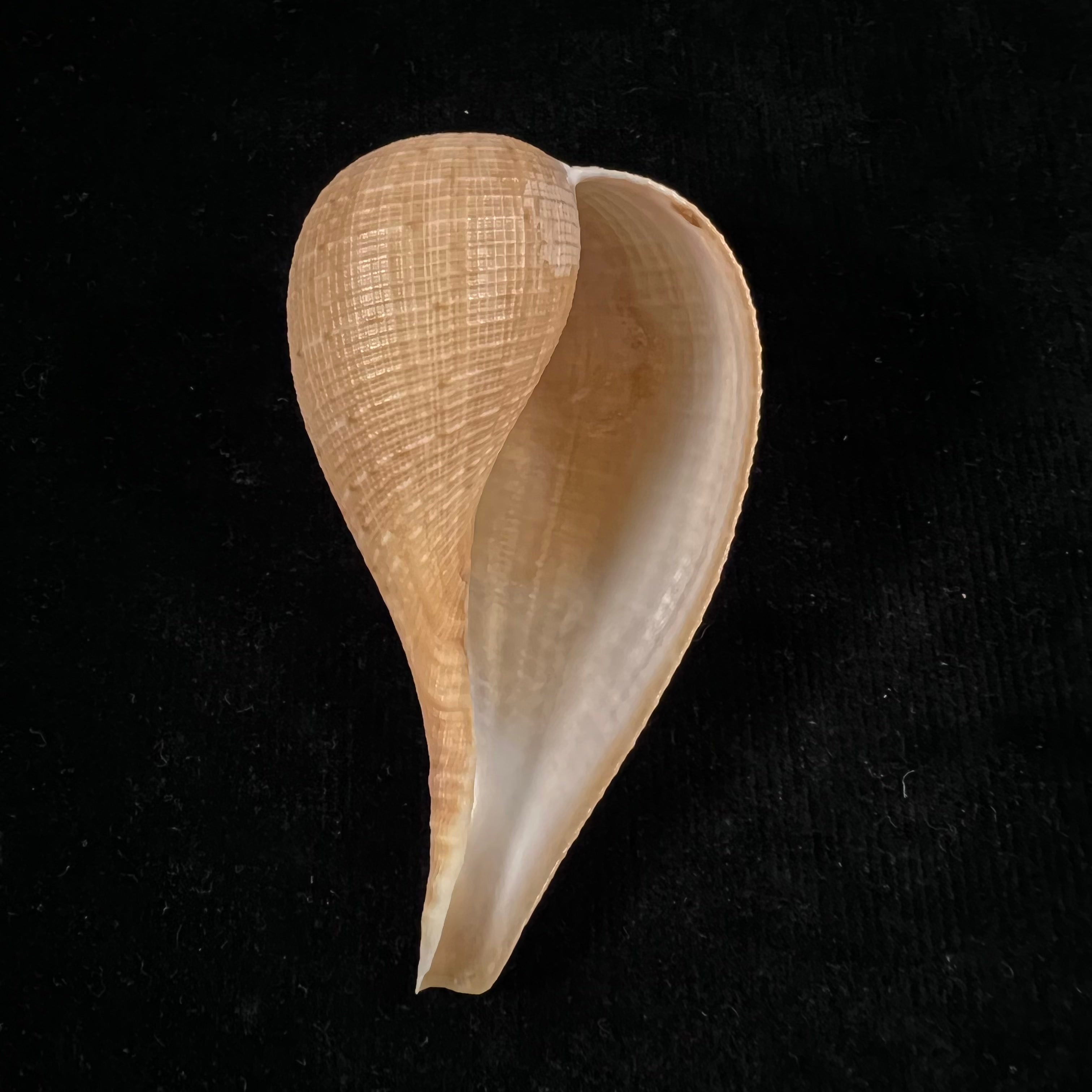 Ficus gracilis (G. B. Sowerby I, 1825) - 92,3mm