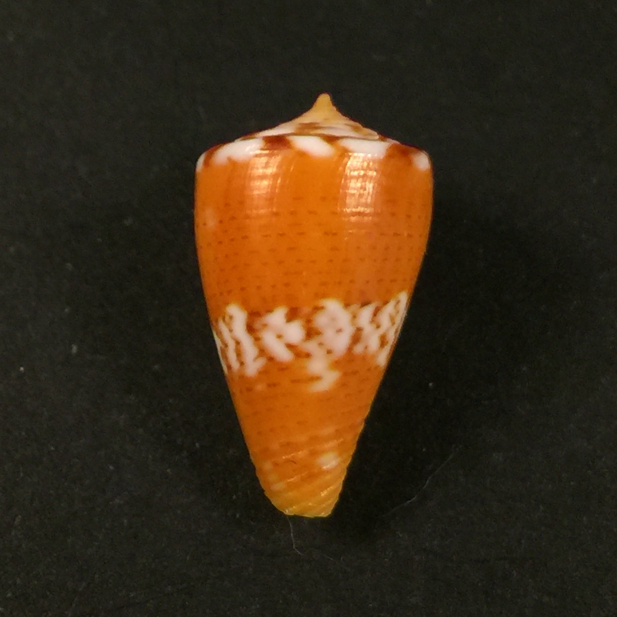 Conus mariaodeteae (Petuch & R. F. Myers, 2014), 2014 - 20mm