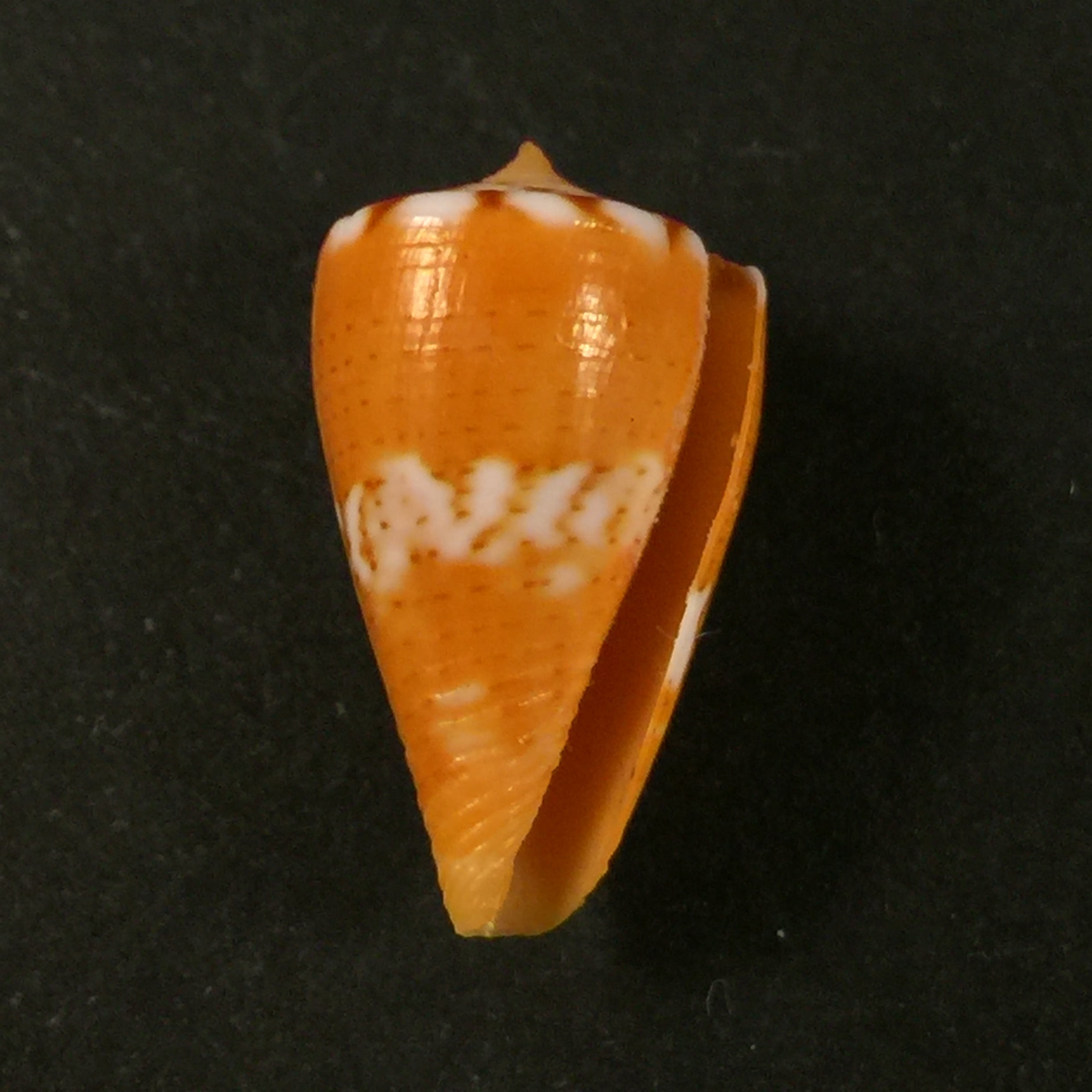 Conus mariaodeteae (Petuch & R. F. Myers, 2014), 2014 - 20mm