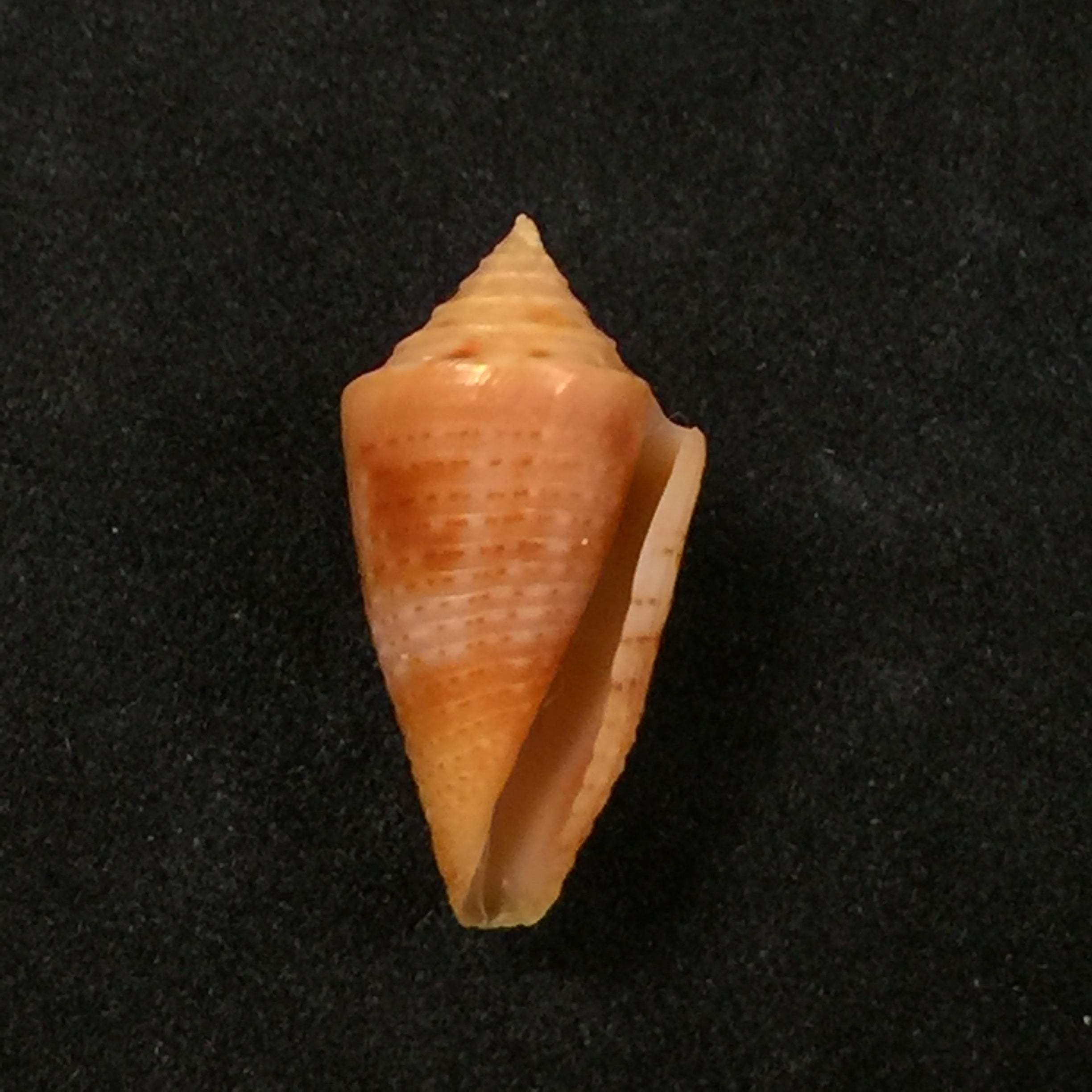 Conus sp - 19,3mm