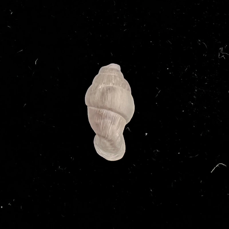 Lampedusa mamotica (Gulia, 1861) - 10,8mm