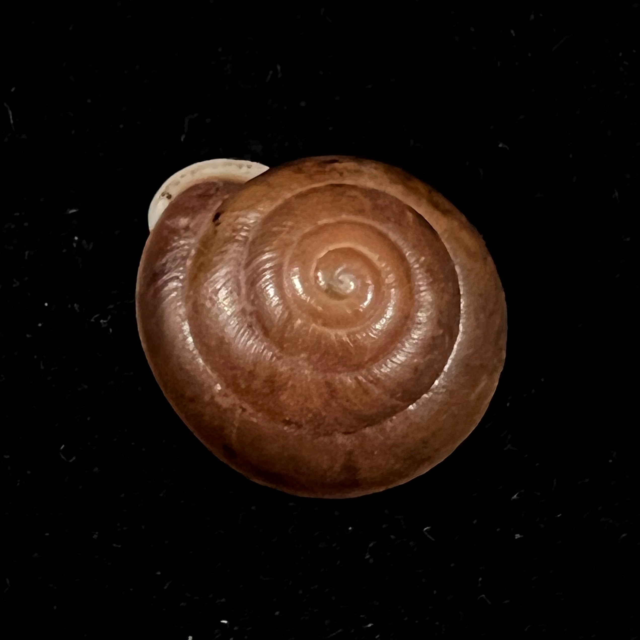 Labyrinthus leprieurii (Petit de la Saussaye, 1840) - 20,1mm