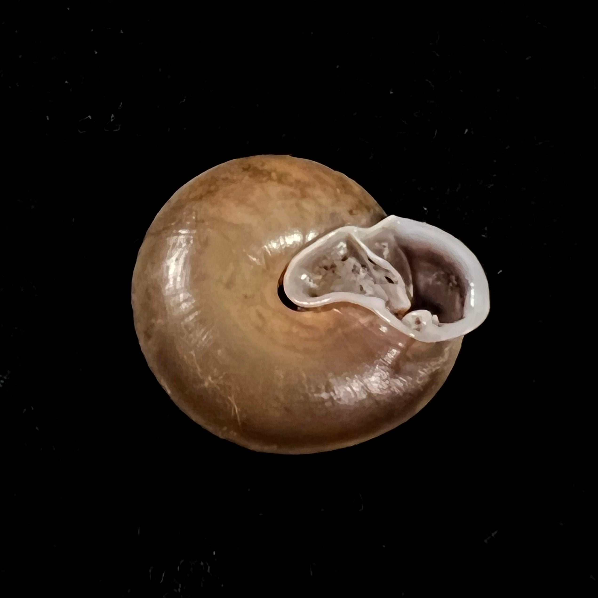 Labyrinthus leprieurii (Petit de la Saussaye, 1840) - 20,1mm