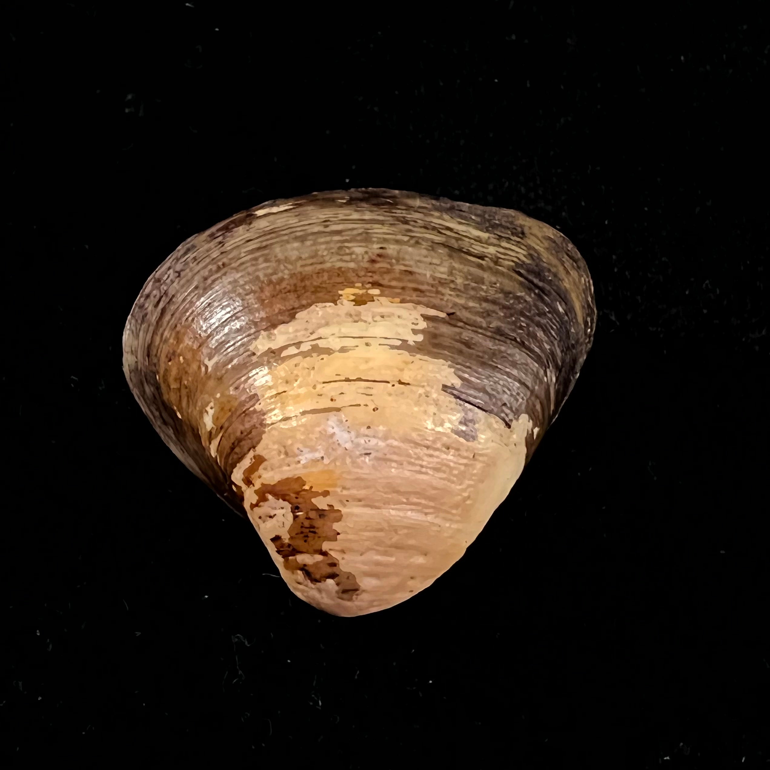 Cyanocyclas plascens (Hanley, 1844) - 37,1mm