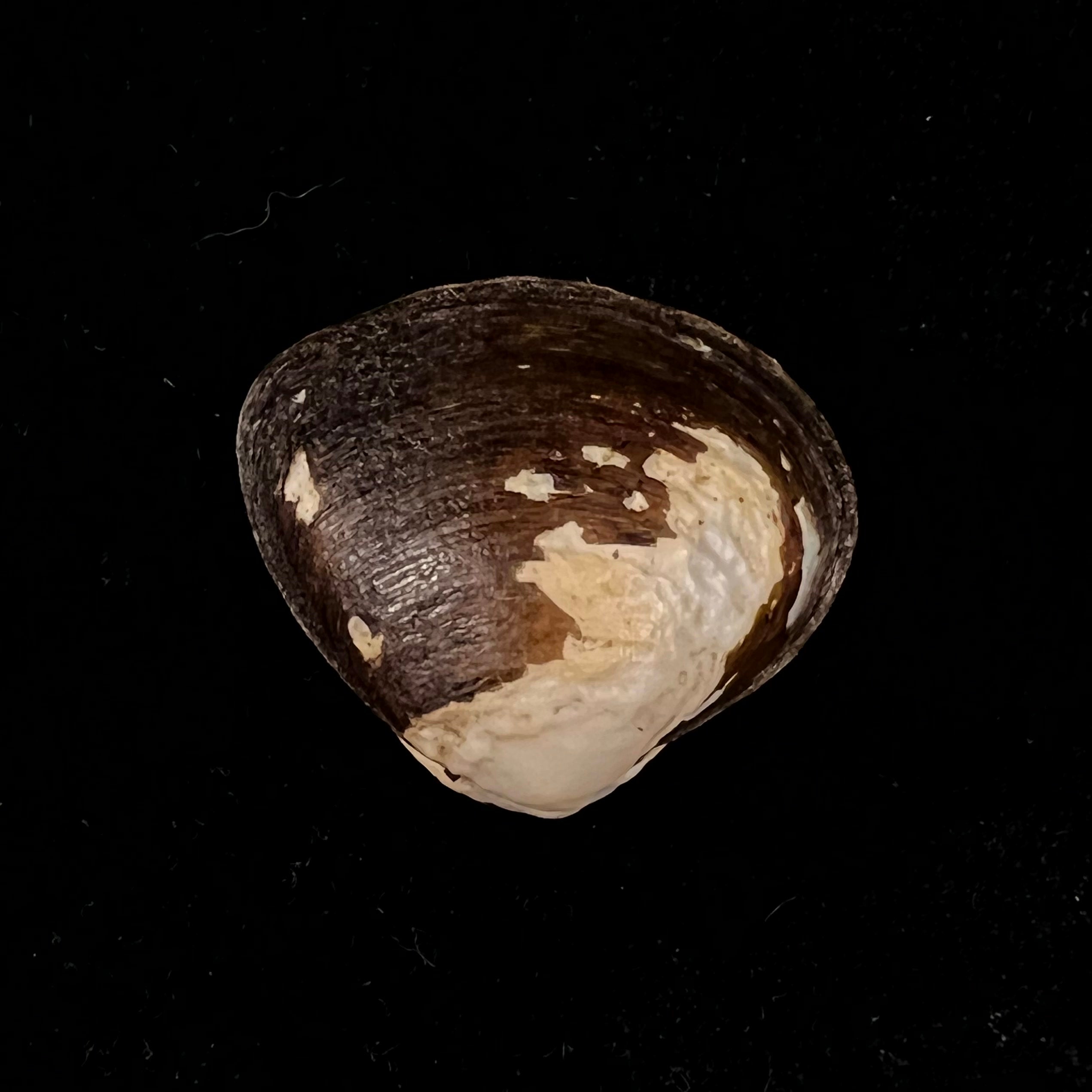 Cyanocyclas plascens (Hanley, 1844) - 33,6mm