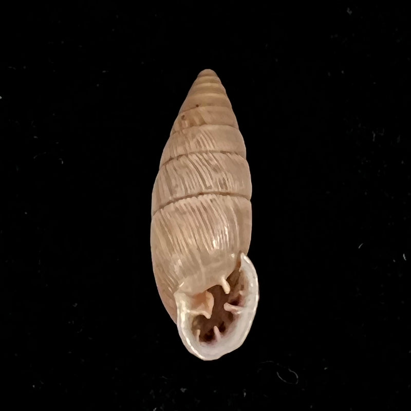 Cyclodontina inflata Wagner, 1827 - 20,7mm