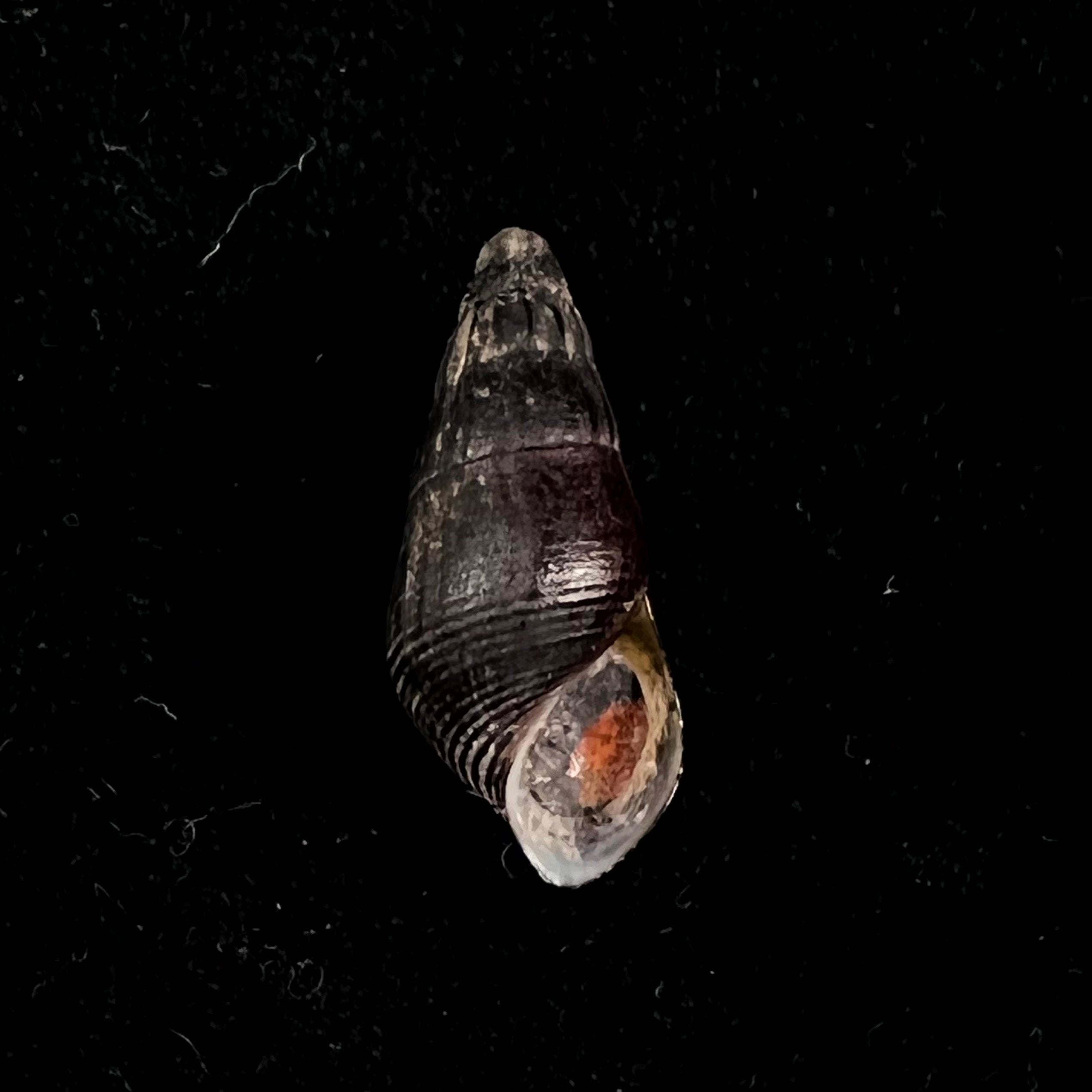 Semisulcospira reiniana (Brot, 1876) - 23,1mm