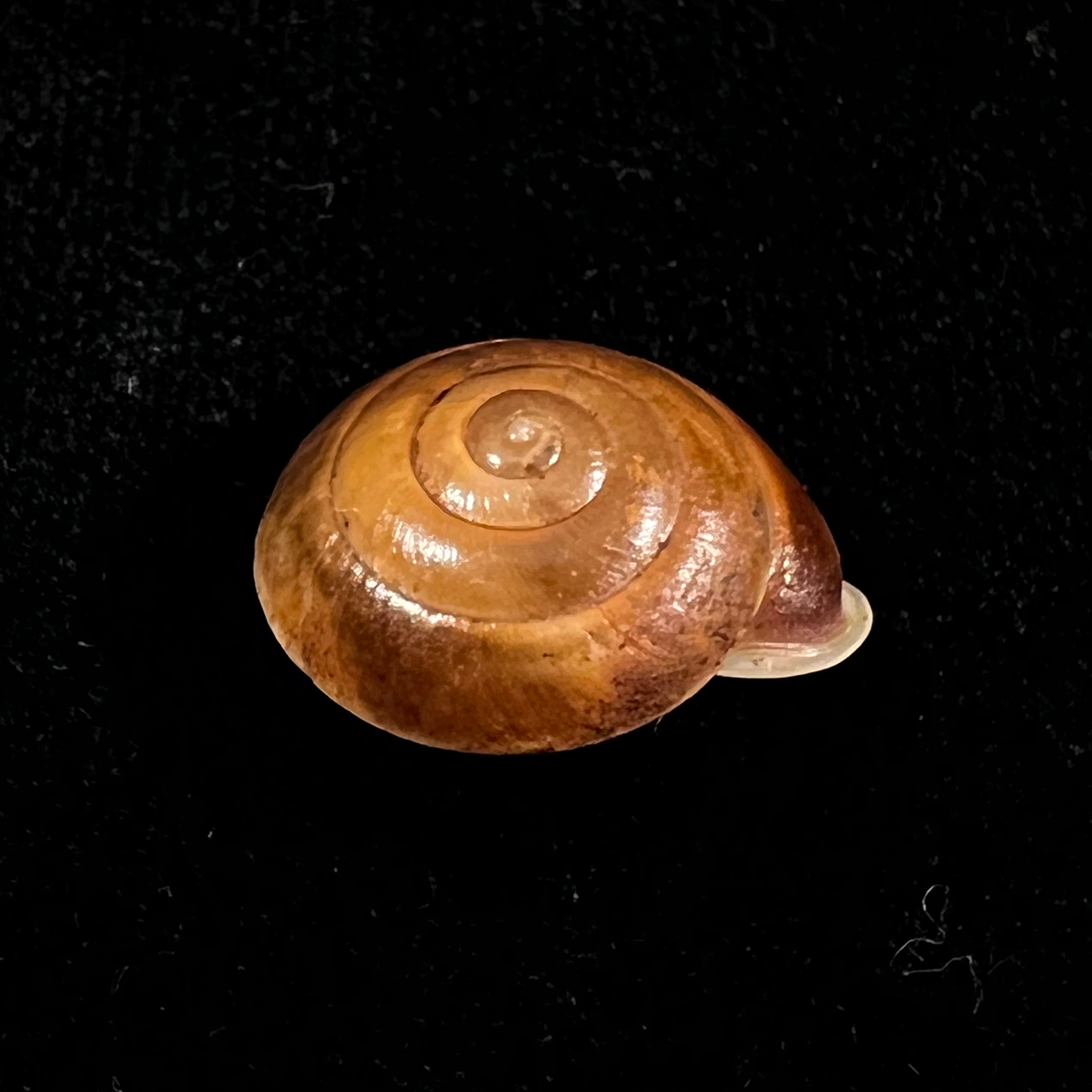 Labyrinthus leprieurii (Petit de la Saussaye, 1840) - 19,4mm