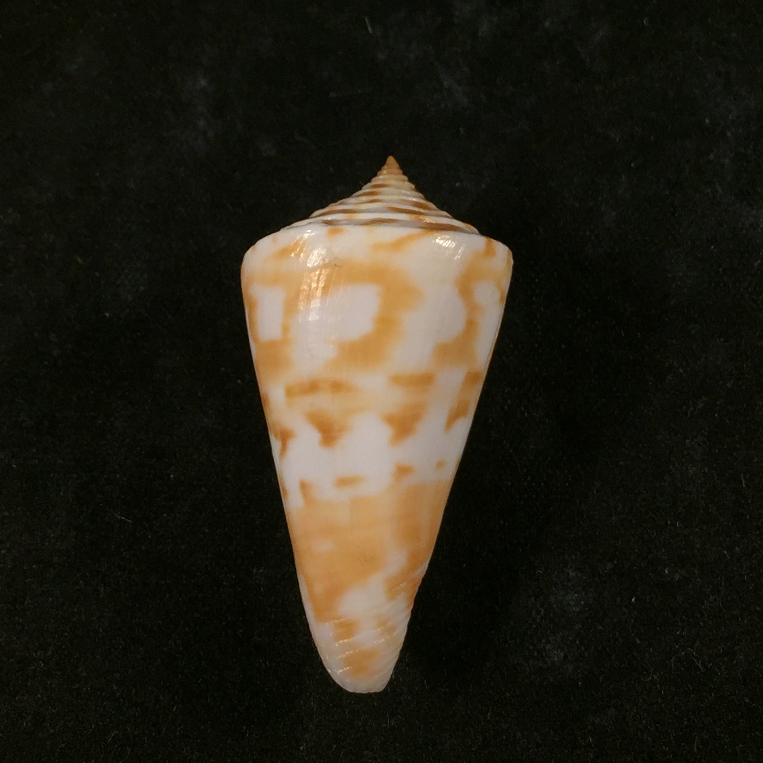 Conus carioca Petuch, 1986 - 35,1mm