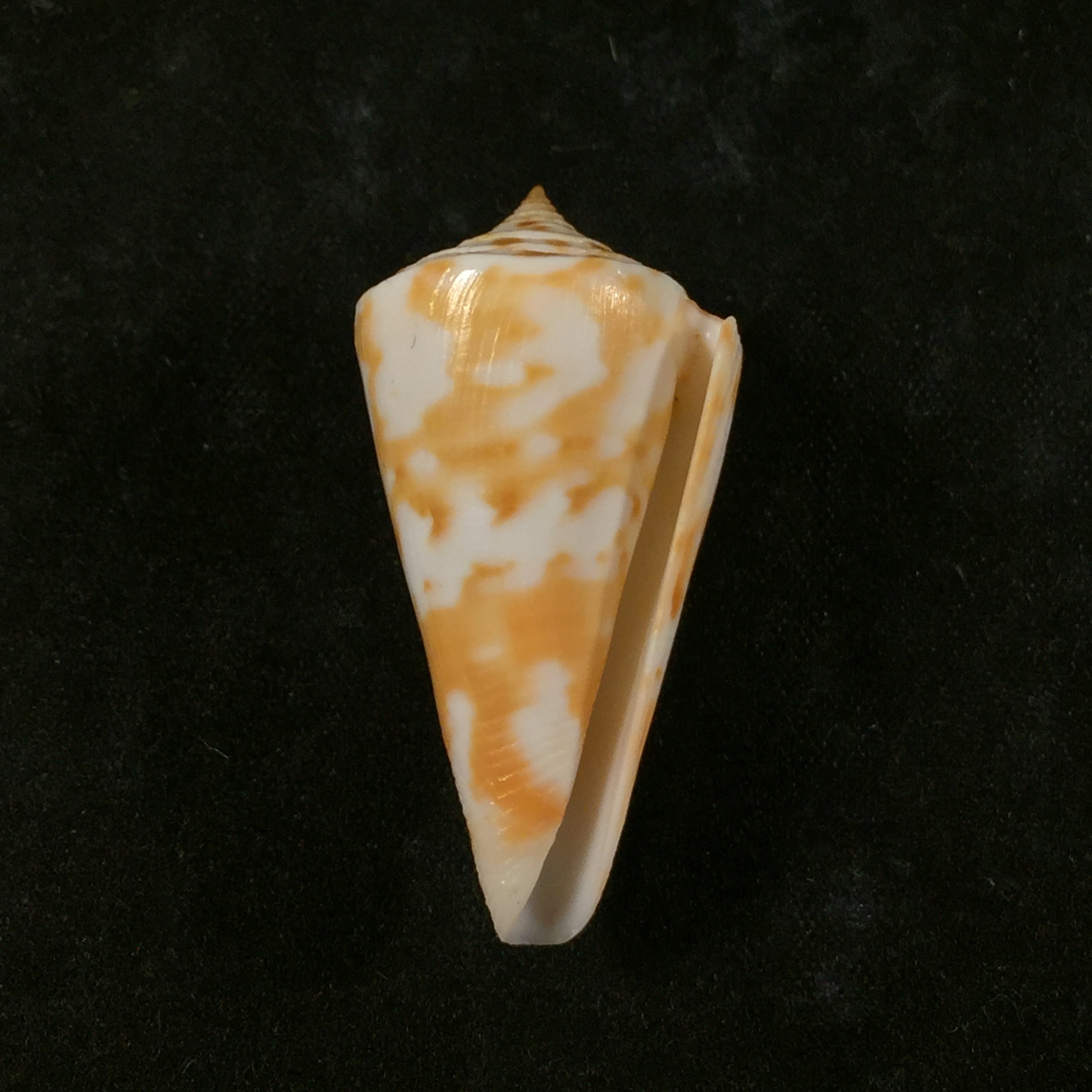 Conus carioca Petuch, 1986 - 35,1mm