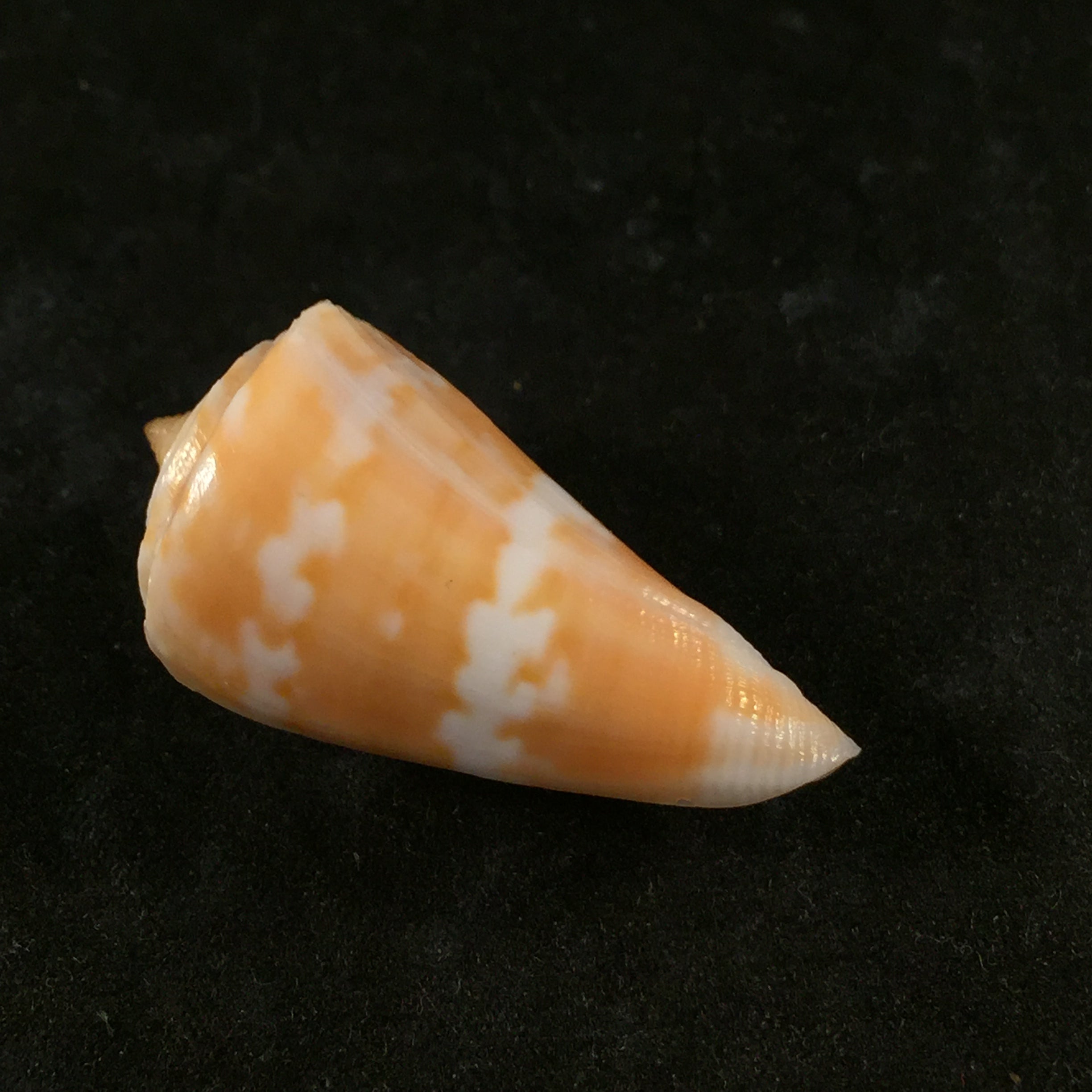 Conus carioca Petuch, 1986 - 36,1mm