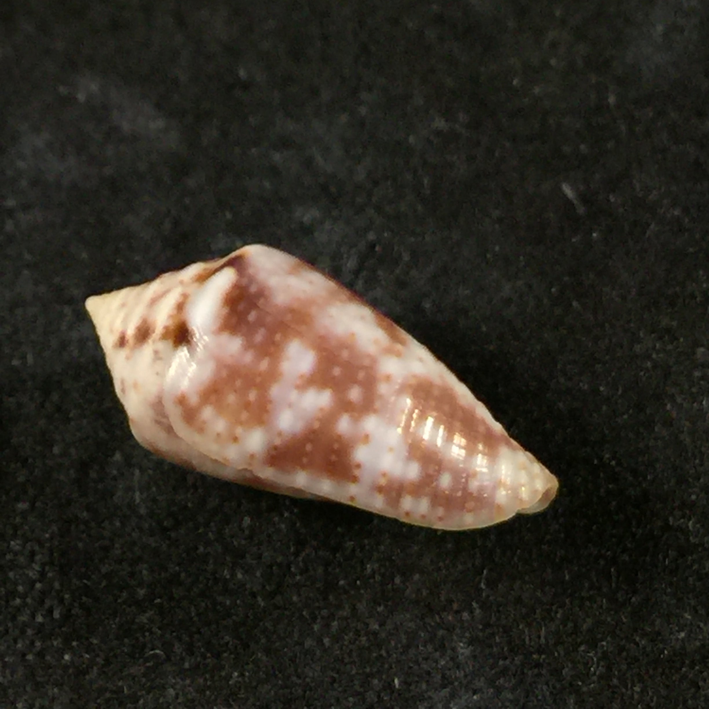 Conasprella serafimi (Petuch & Beschauer, 2019) - 15,9mm