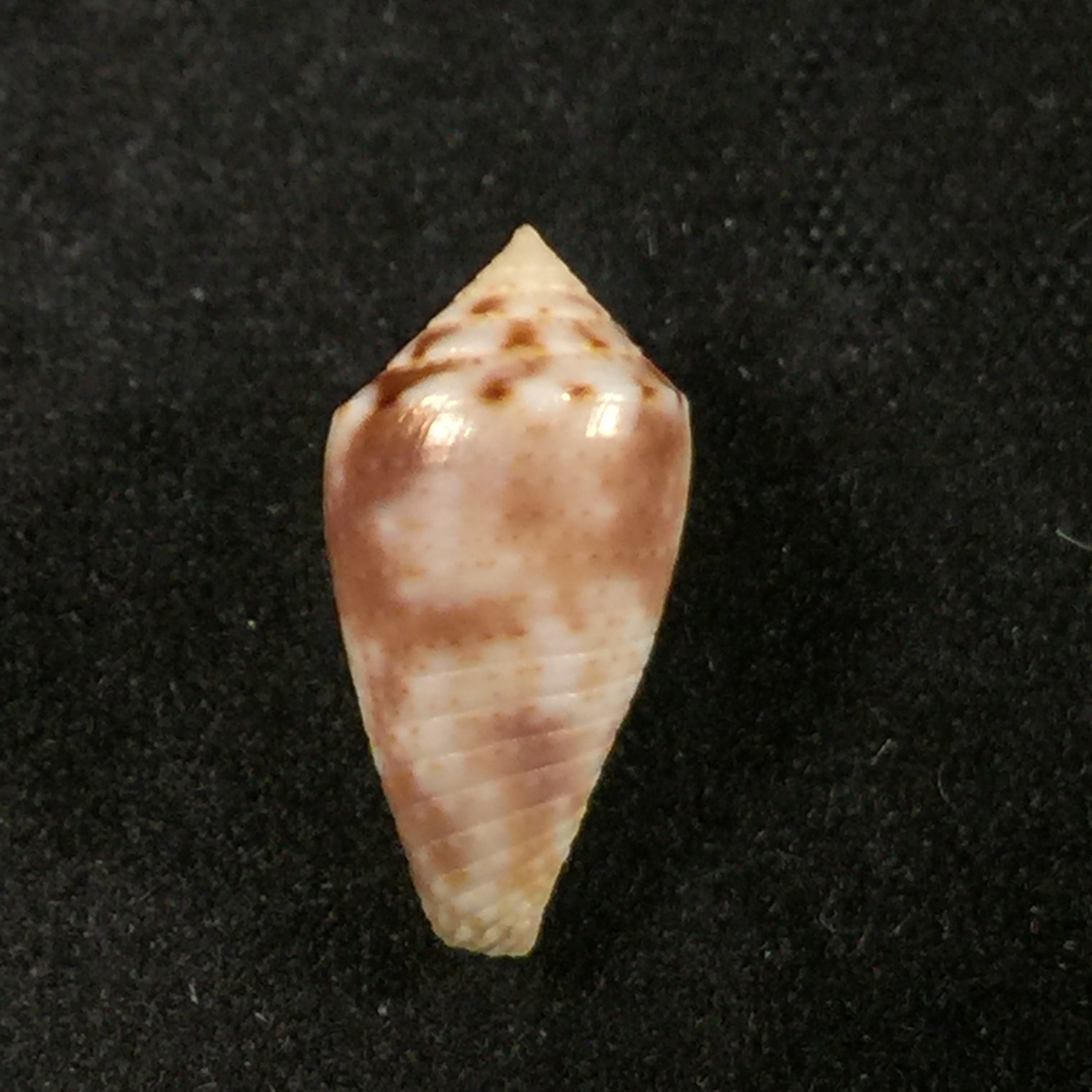 Conasprella serafimi (Petuch & Beschauer, 2019) - 14,4mm