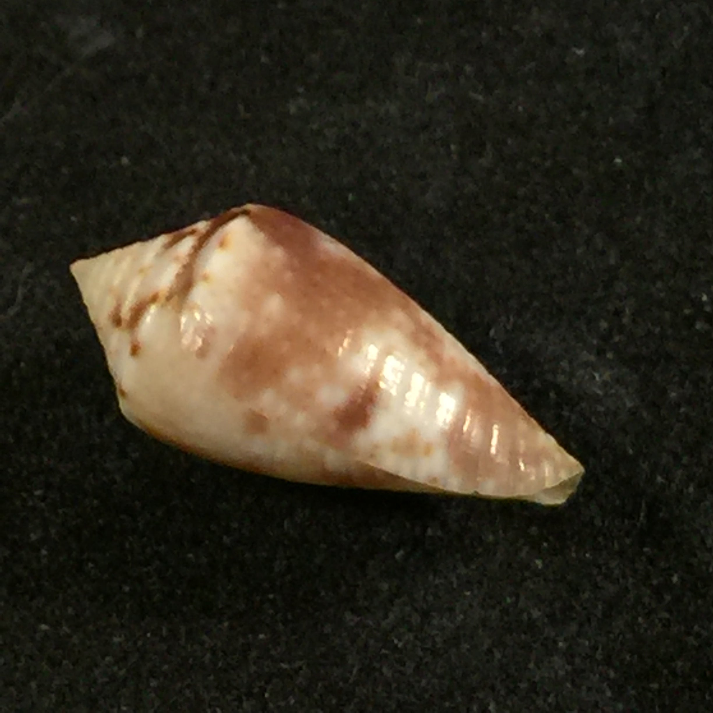 Conasprella serafimi (Petuch & Beschauer, 2019) - 14,4mm