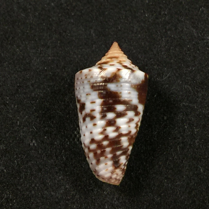 Conasprella ramosorum Petuch & Berschauer, 2019 - 17,3mm