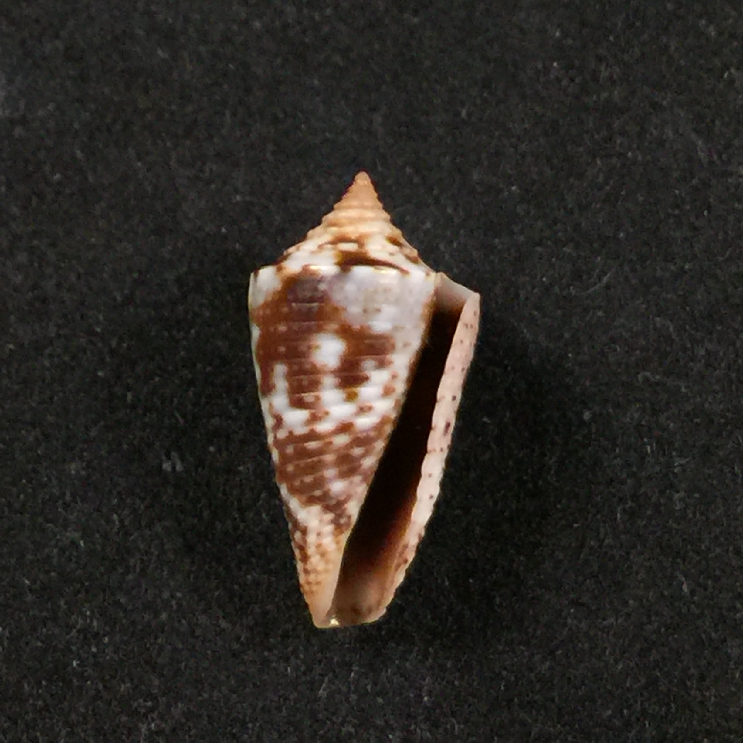 Conasprella ramosorum Petuch & Berschauer, 2019 - 17,3mm