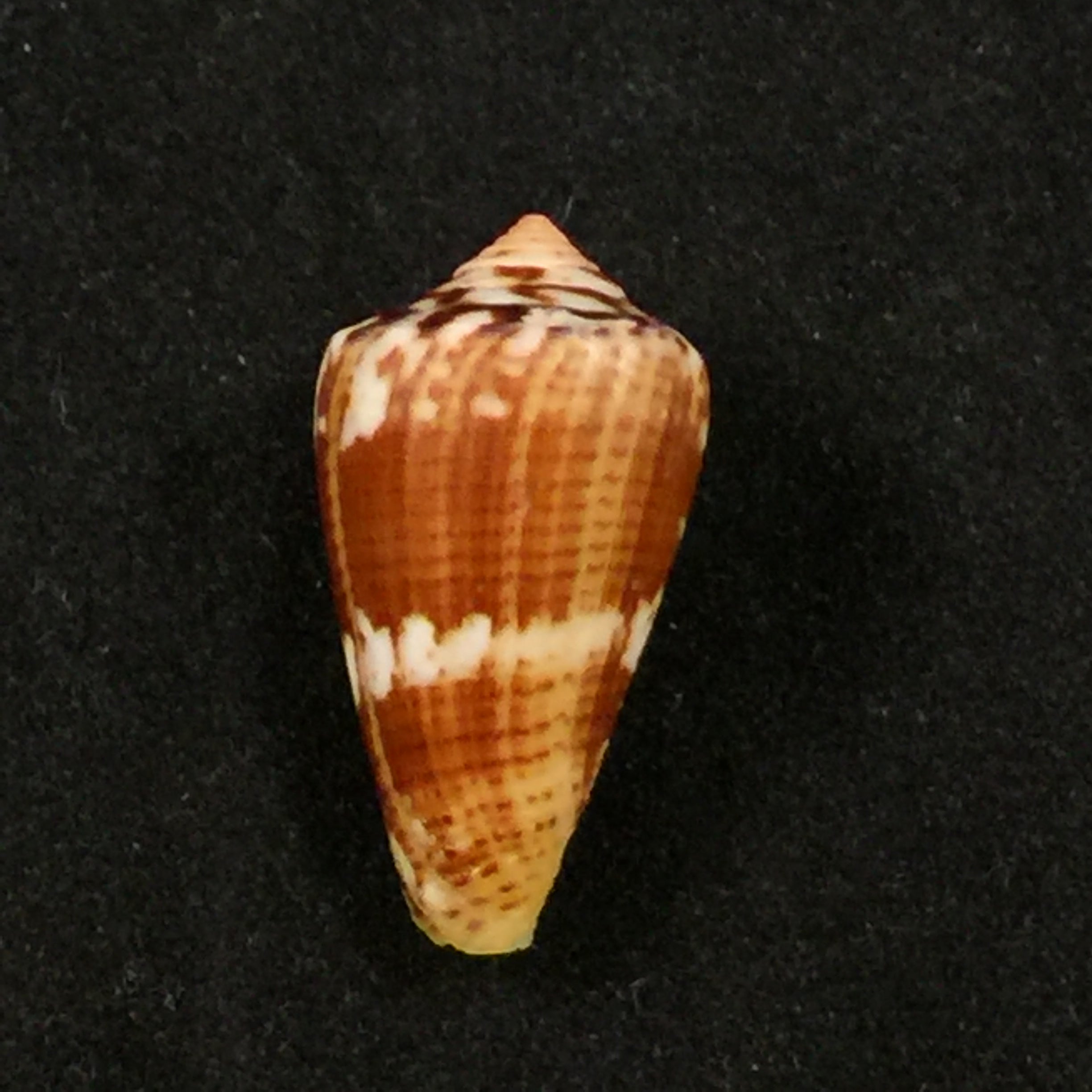 Conus sp - 23,4mm