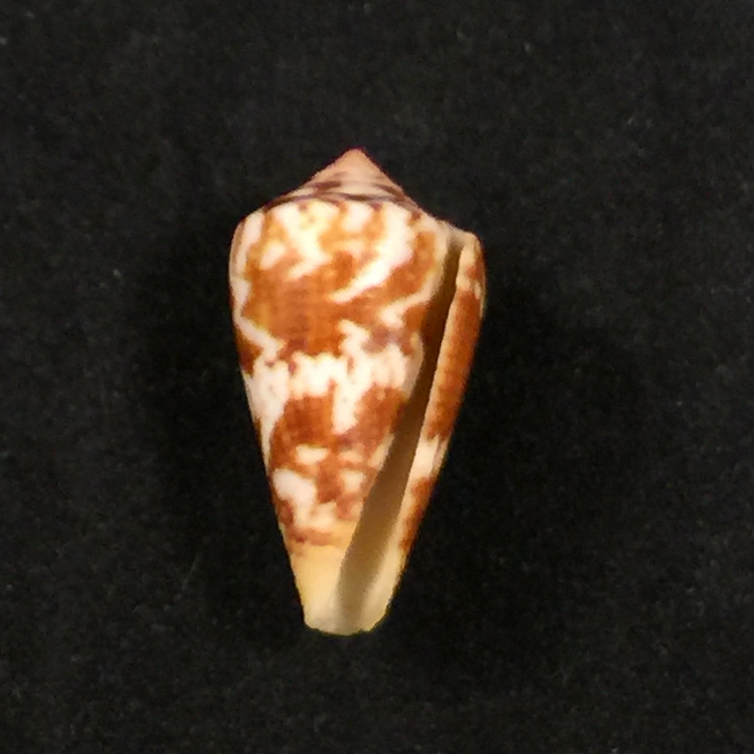 Conus sp - 23,4mm