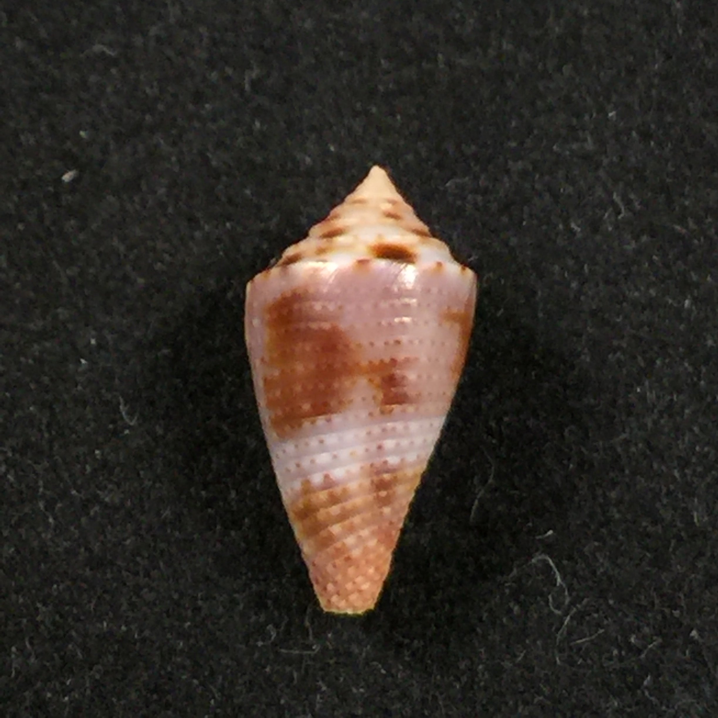 Conus sp - 16,2mm