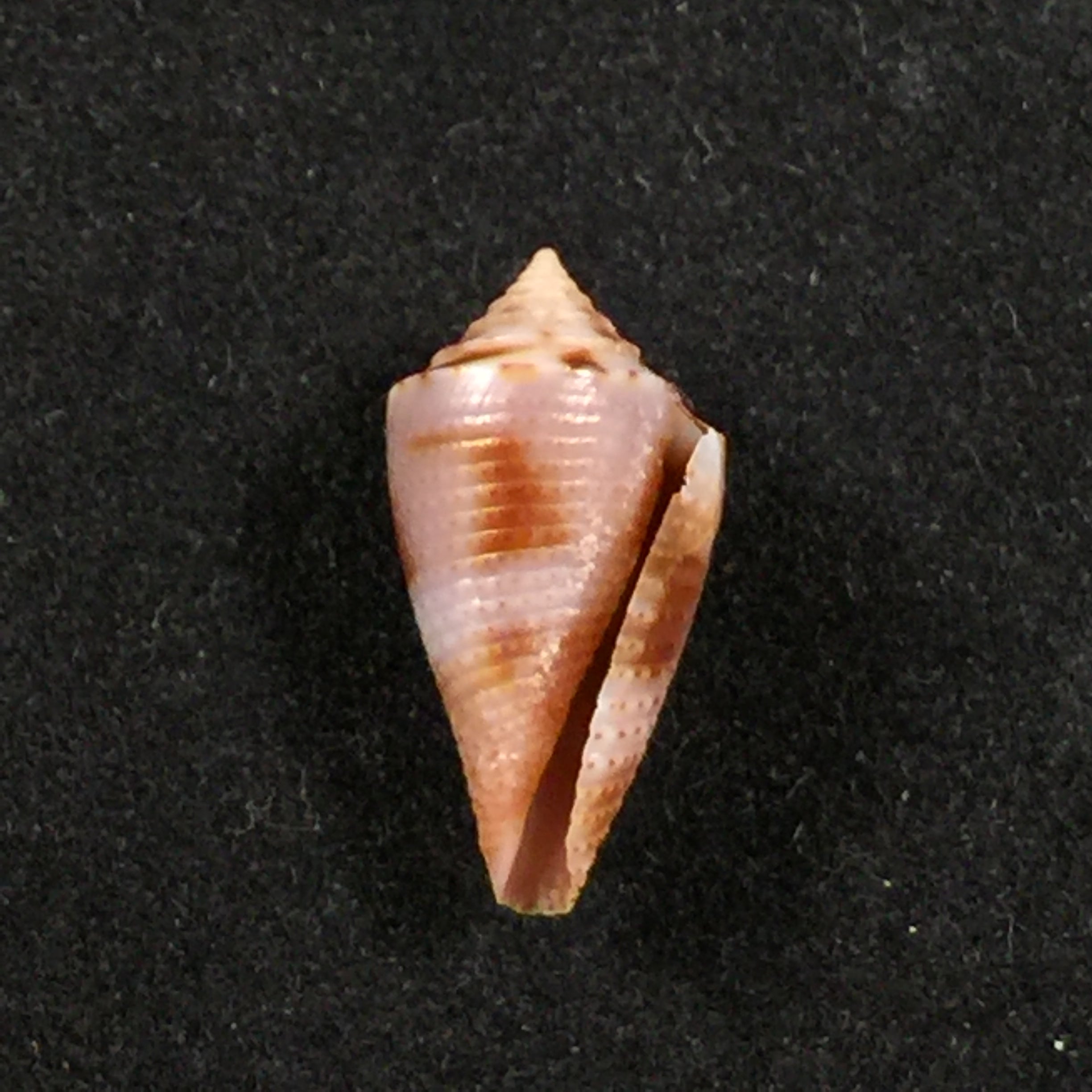 Conus sp - 16,2mm