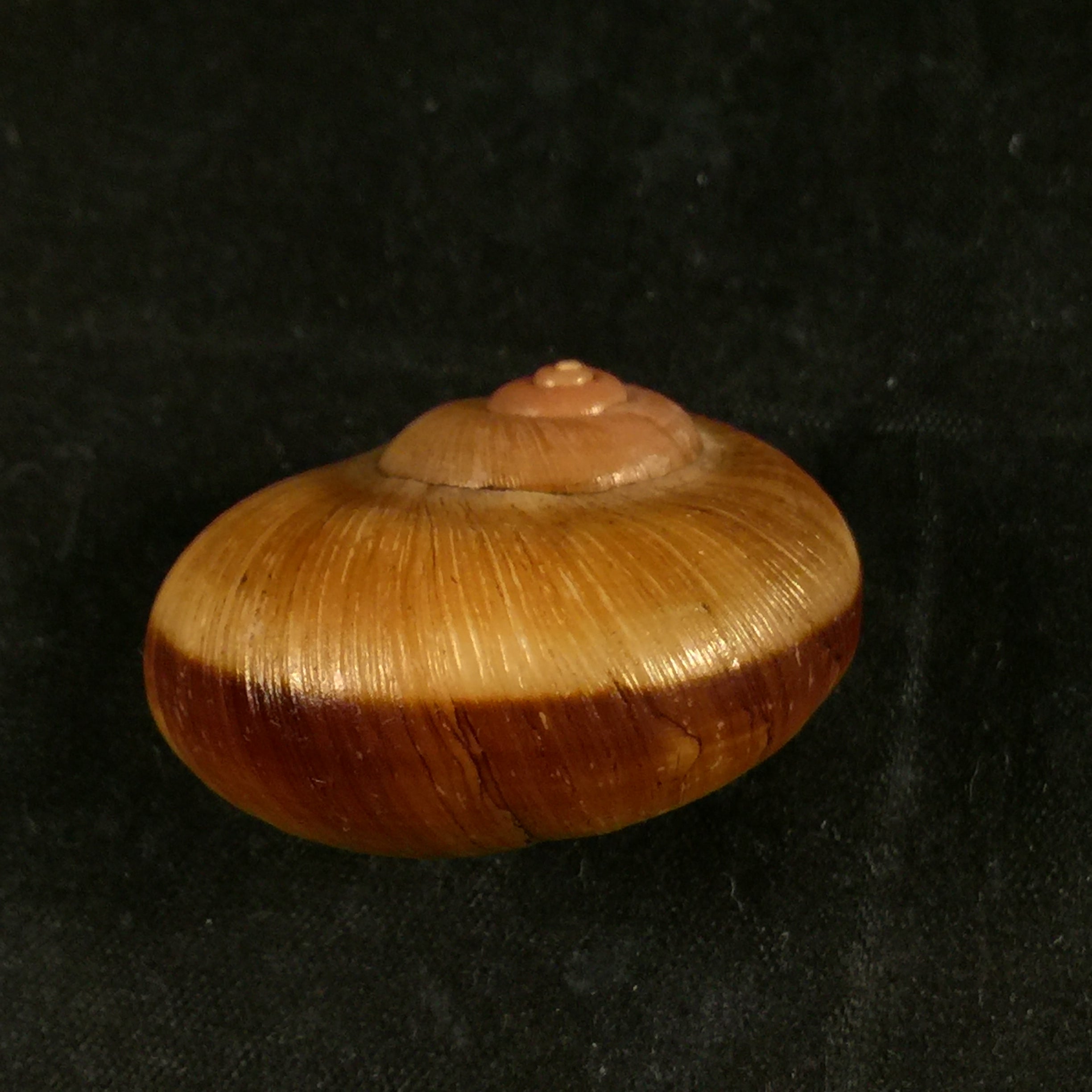 Aperostoma brujensi Torre, Bartsch & Morrison, 1942 - 36,3mm