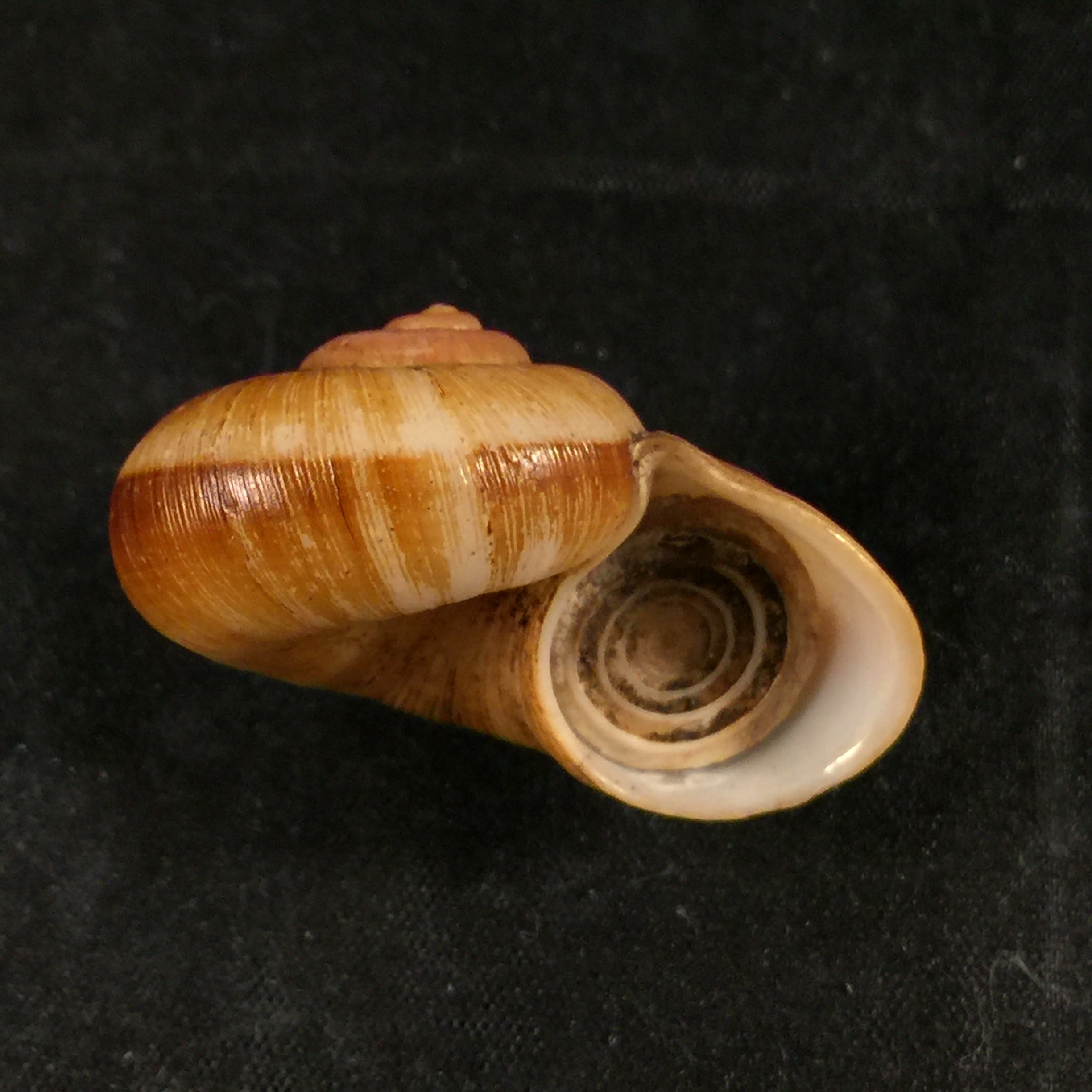 Aperostoma brujensi Torre, Bartsch & Morrison, 1942 - 36,3mm