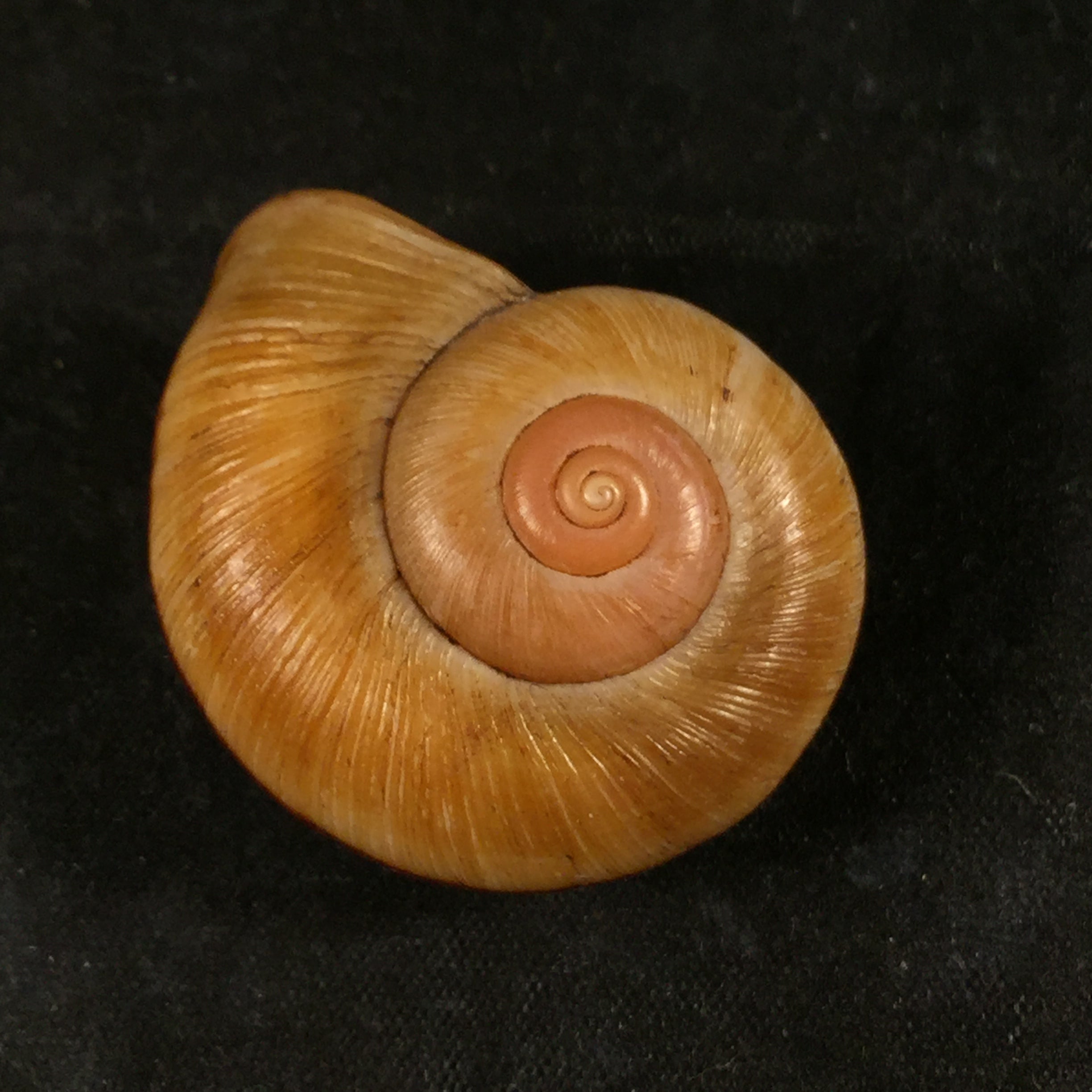 Aperostoma brujensi Torre, Bartsch & Morrison, 1942 - 36,3mm